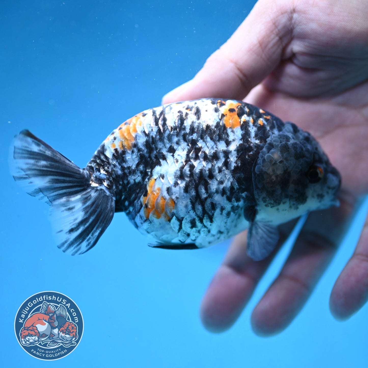 Tricolor Tiger Ranchu 4 inch Body (250926_RC06)