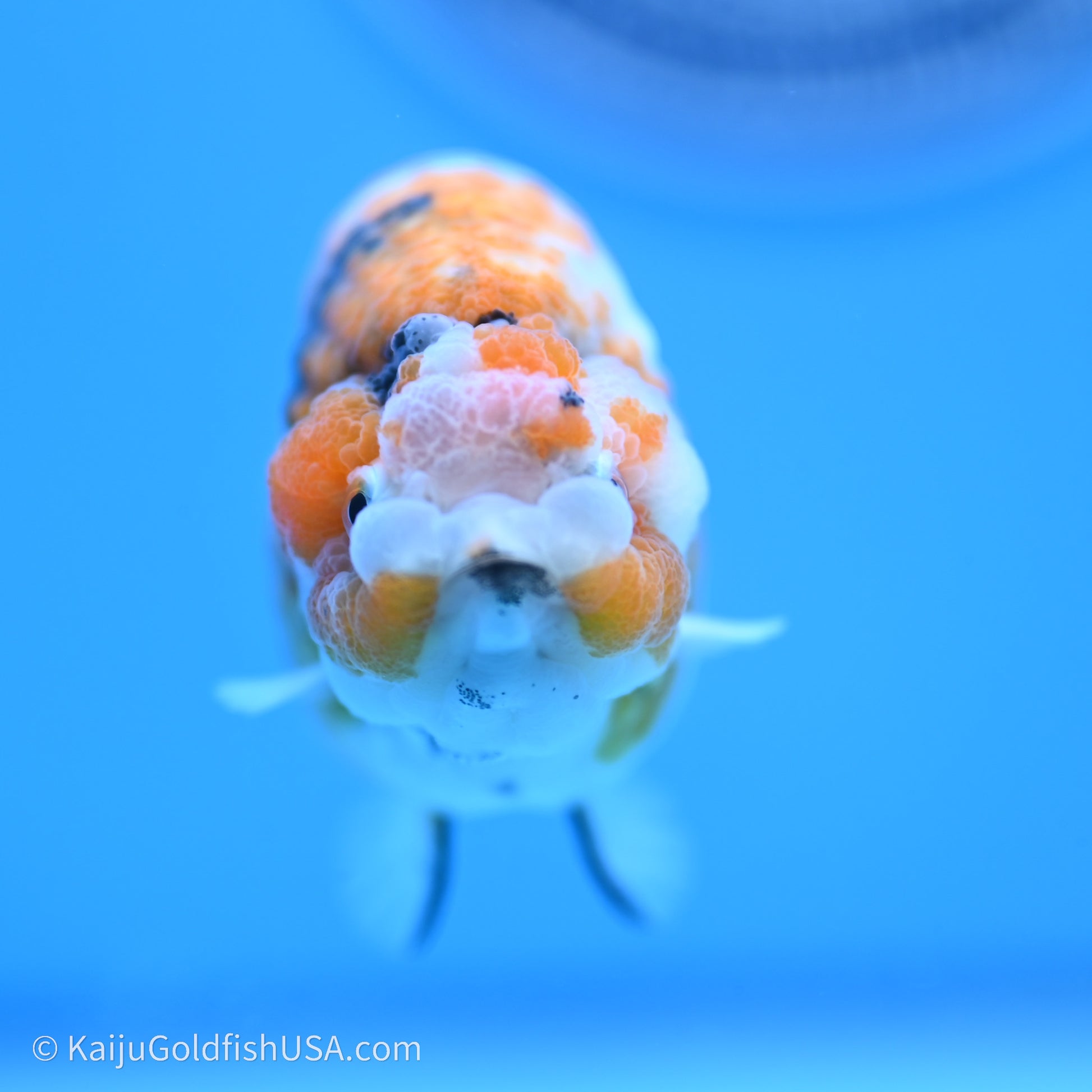 Calico Ranchu 3.5 in Body (240719_RC06) - Kaiju Goldfish USA