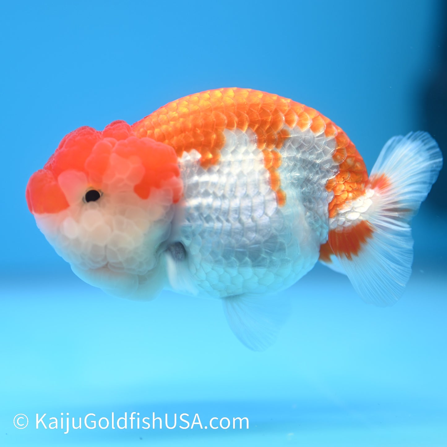 Marbled Wen Red White Buffalo Ranchu 4.5 - 5 inches (240301_RC06) - Kaiju Goldfish USA