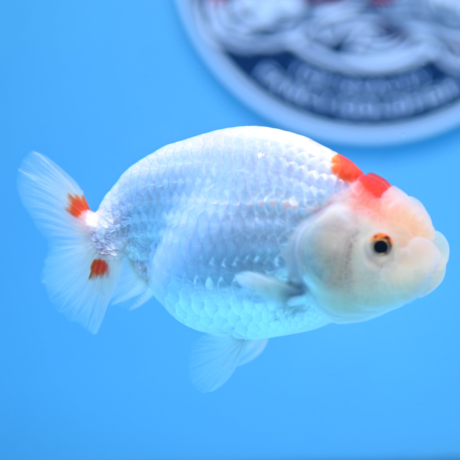 Red White Buffalo Ranchu 4in Body (240704_RC06) - Kaiju Goldfish USA