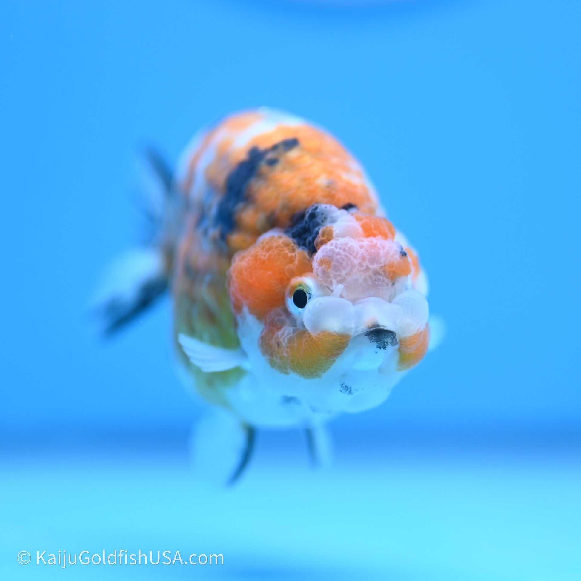 Calico Ranchu 3.5 in Body (240719_RC06) - Kaiju Goldfish USA