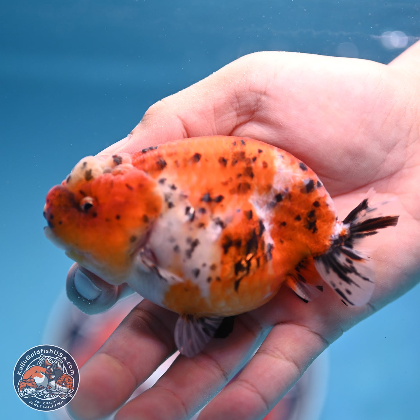 Tricolor Sakura Ranchu 4 inches Body - Female (250228_RC06)