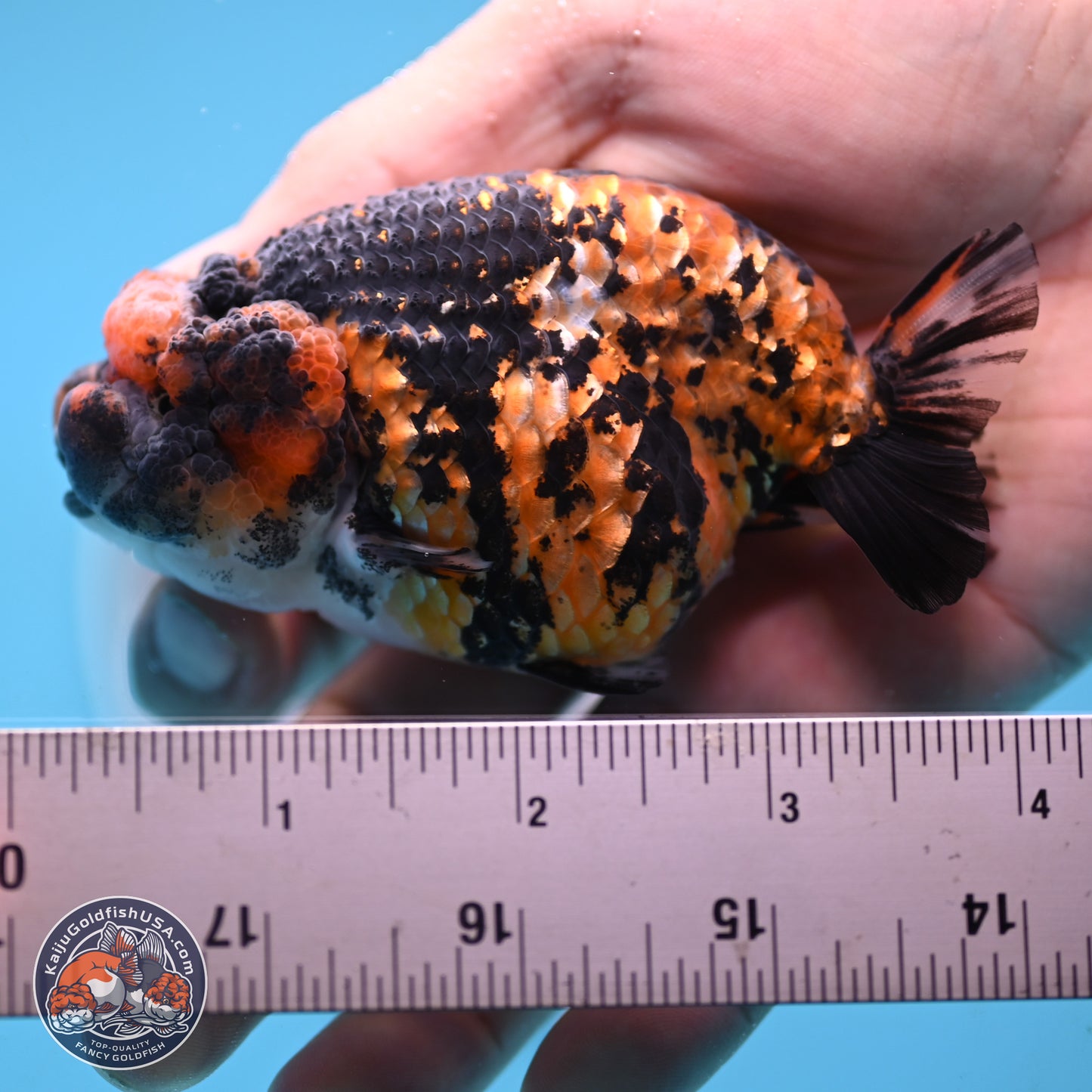 Tiger Ranchu 3.5 inches Body - Female (250117_RC06)