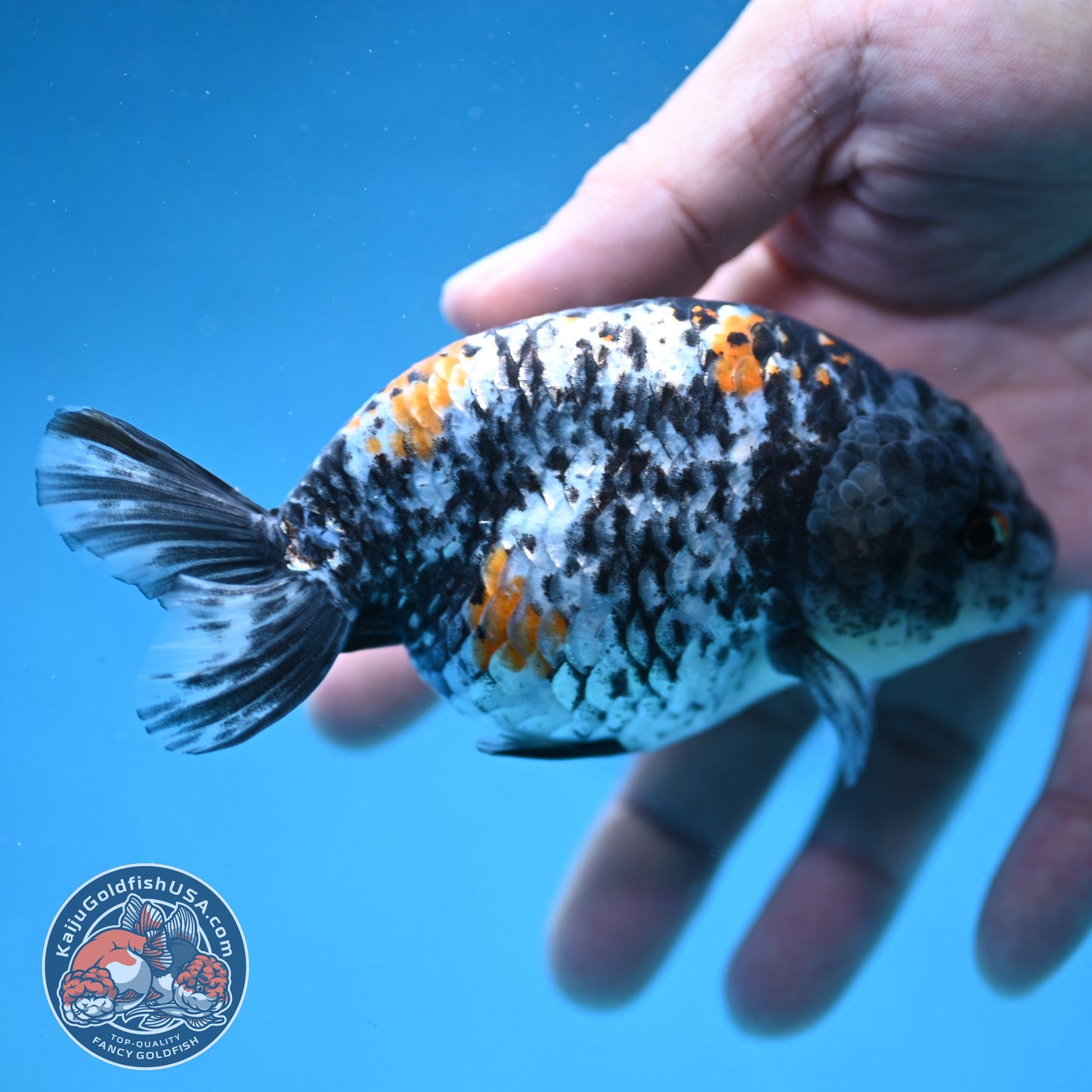 Tricolor Tiger Ranchu 4 inch Body (250926_RC06)