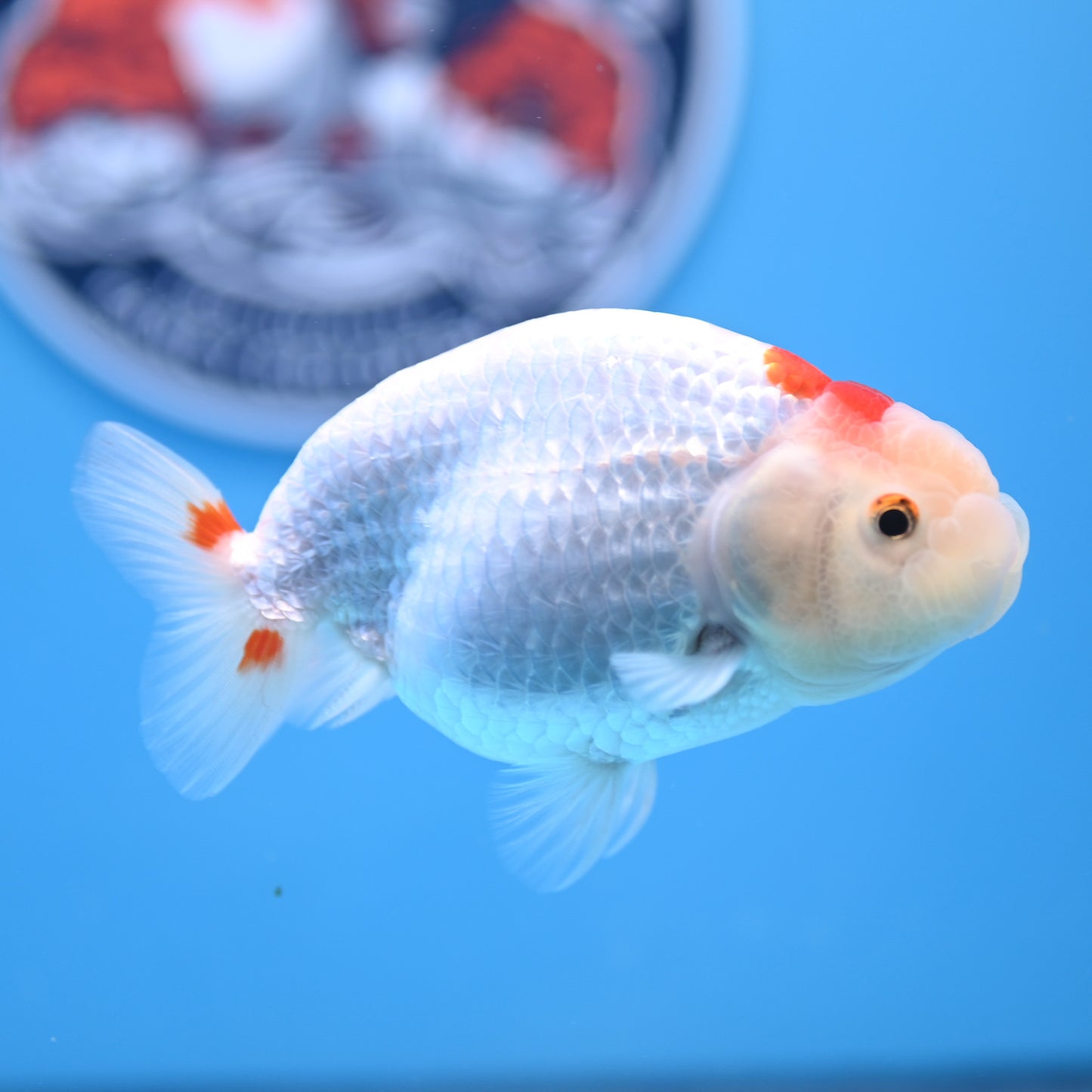 Red White Buffalo Ranchu 4in Body (240704_RC06) - Kaiju Goldfish USA