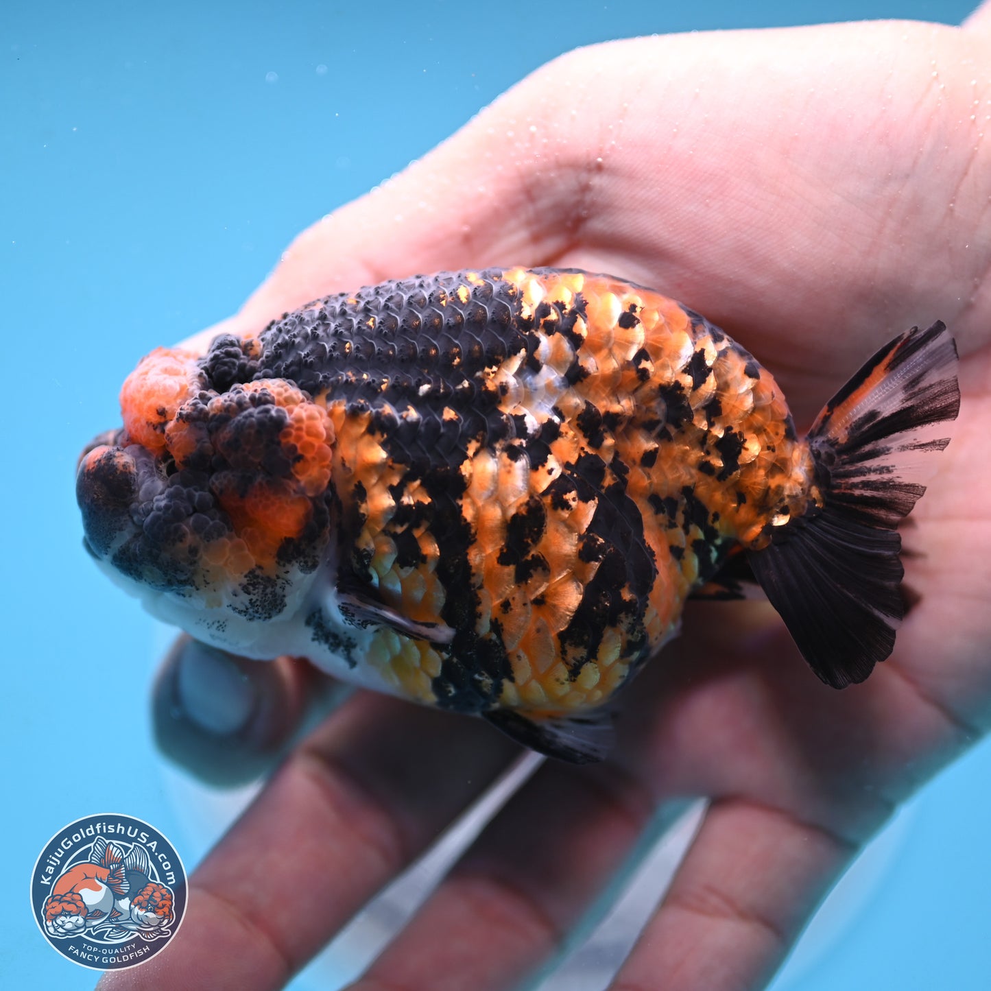 Tiger Ranchu 3.5 inches Body - Female (250117_RC06)