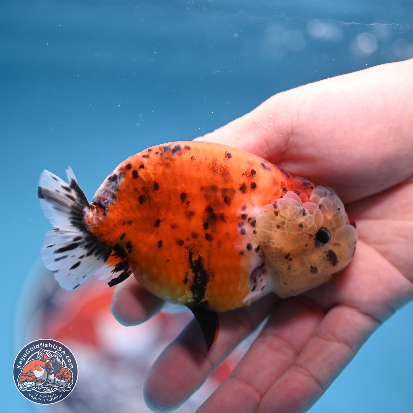Tricolor Sakura Ranchu 4 inches Body - Female (250228_RC06)
