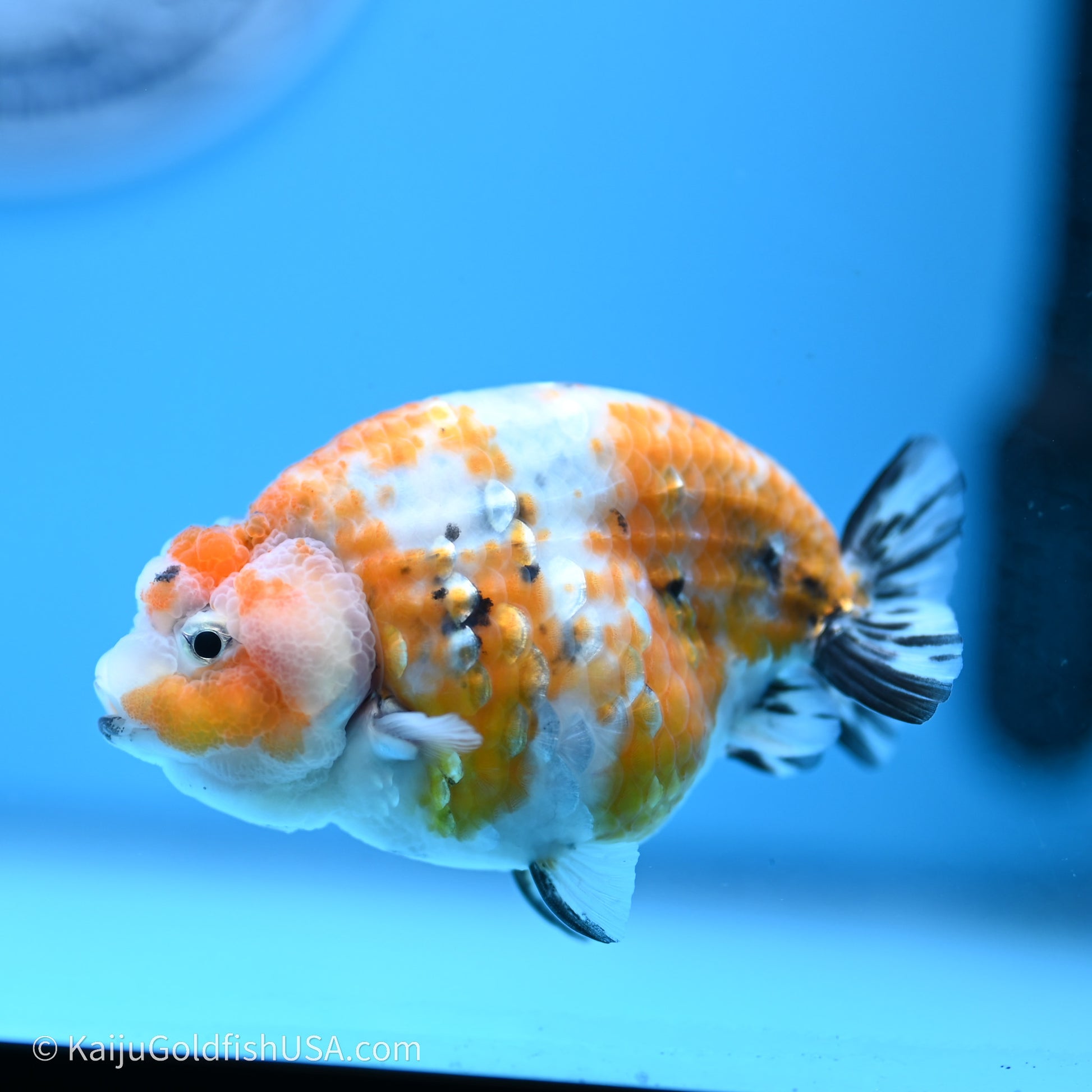 Calico Ranchu 3.5 in Body (240719_RC06) - Kaiju Goldfish USA