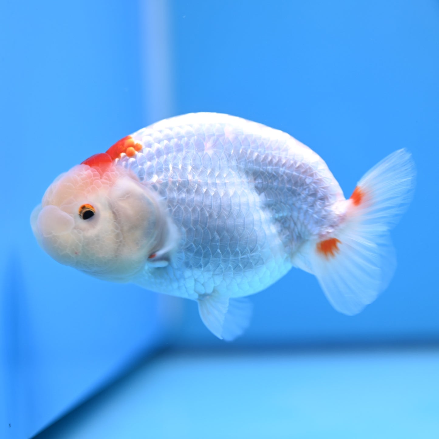 Red White Buffalo Ranchu 4in Body (240704_RC06) - Kaiju Goldfish USA