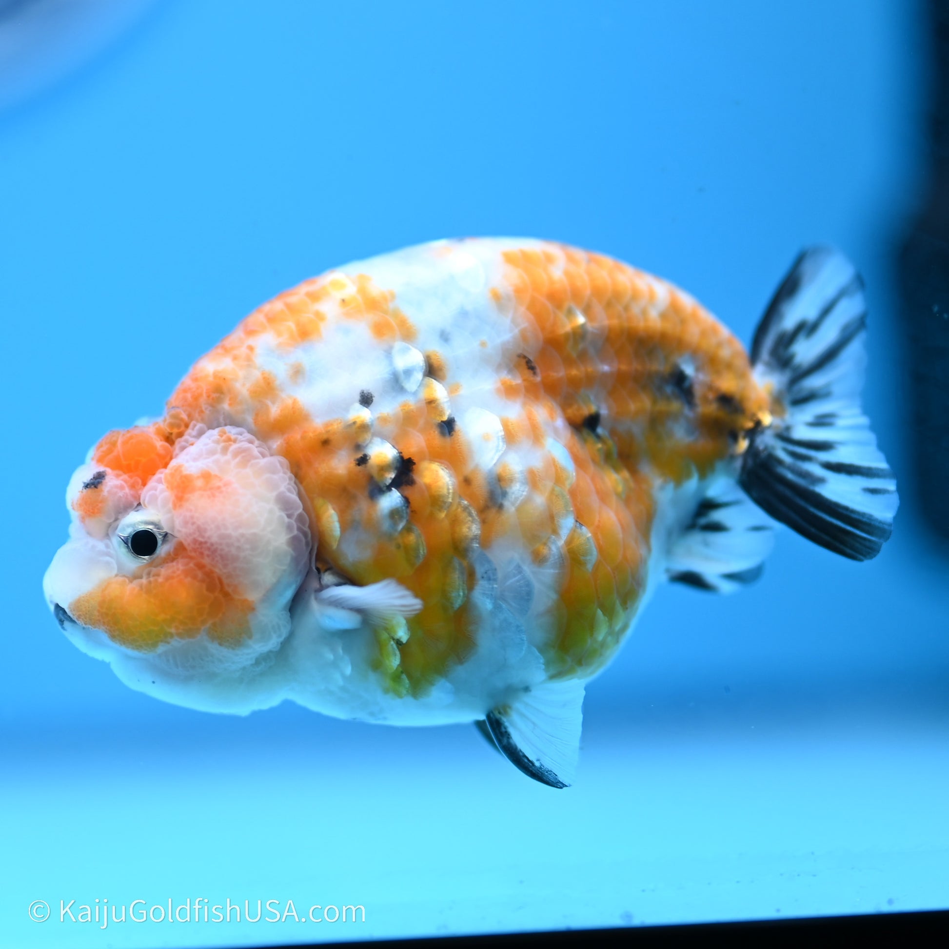 Calico Ranchu 3.5 in Body (240719_RC06) - Kaiju Goldfish USA