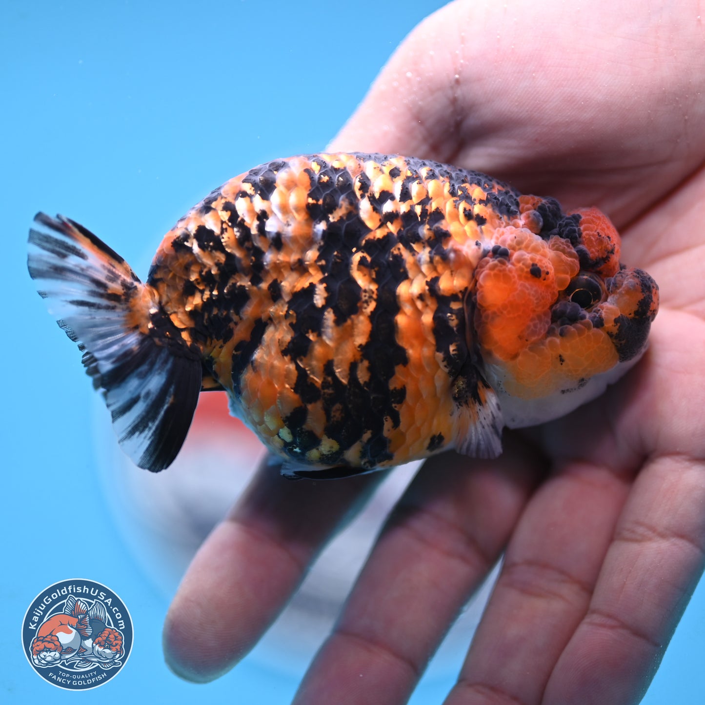 Tiger Ranchu 3.5 inches Body - Female (250117_RC06)