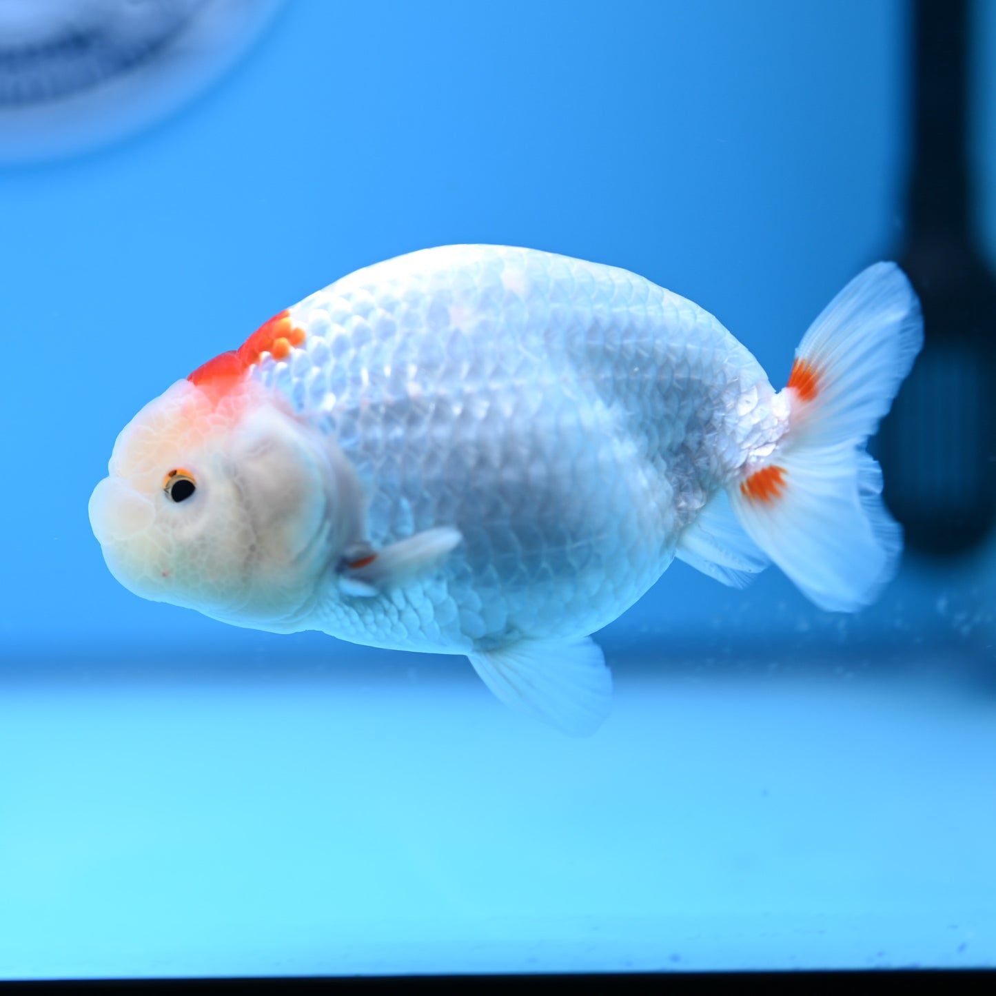 Red White Buffalo Ranchu 4in Body (240704_RC06) - Kaiju Goldfish USA