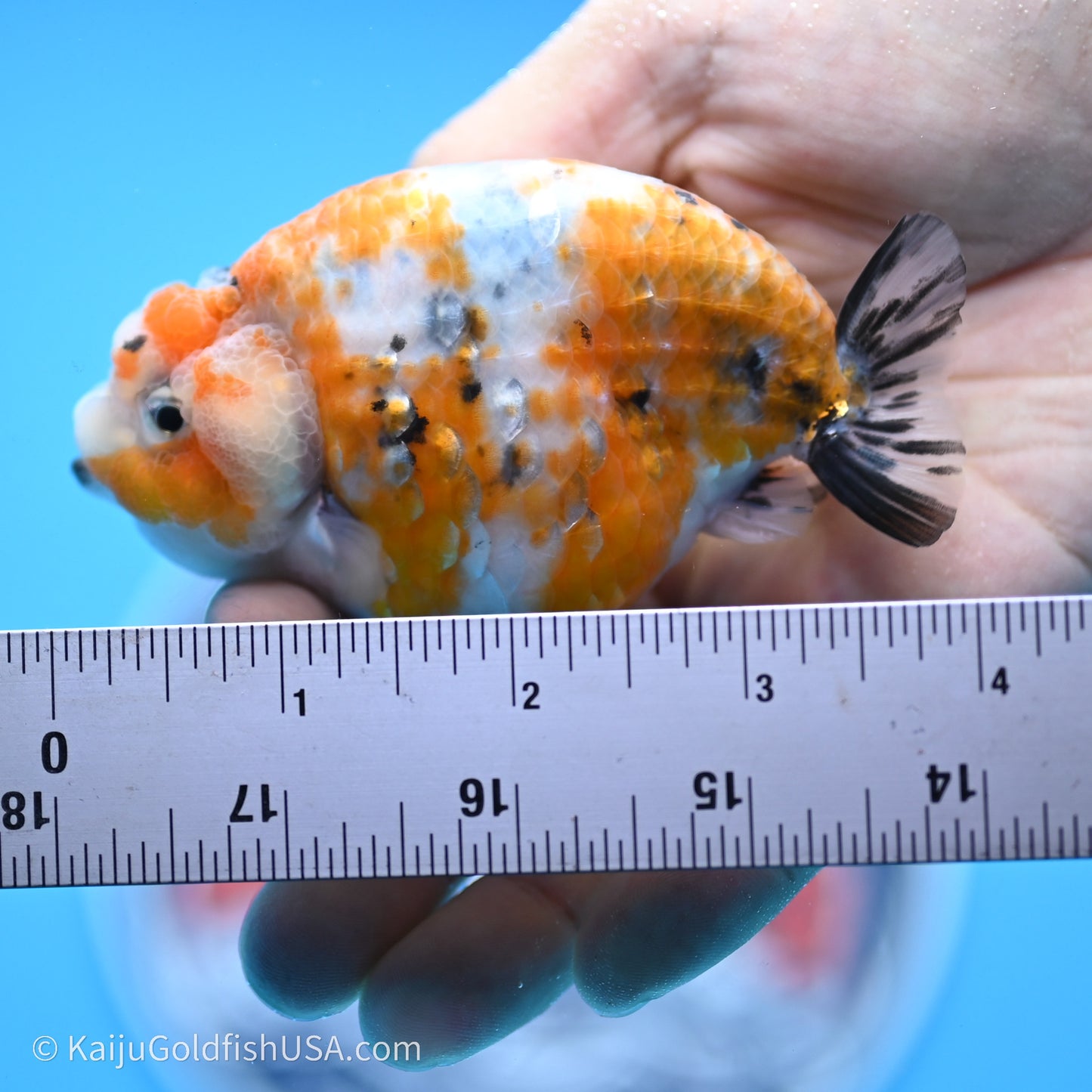 Calico Ranchu 3.5 in Body (240719_RC06) - Kaiju Goldfish USA