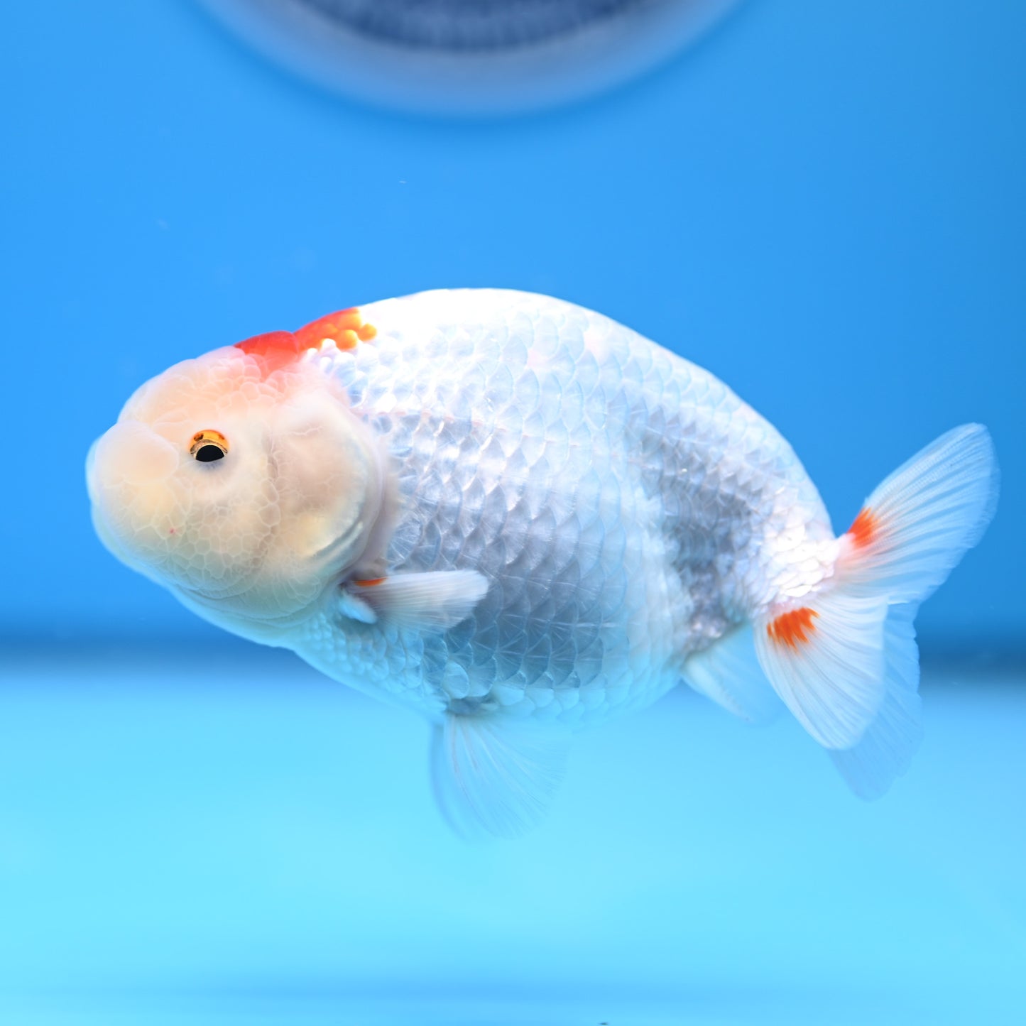 Red White Buffalo Ranchu 4in Body (240704_RC06) - Kaiju Goldfish USA