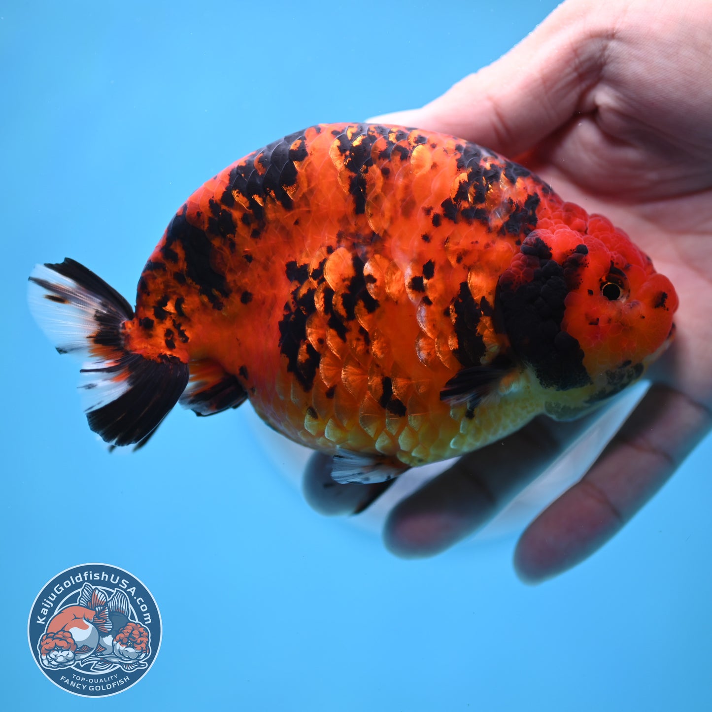 Jumbo Tiger Ranchu 5 inches Body (250509_RC06)