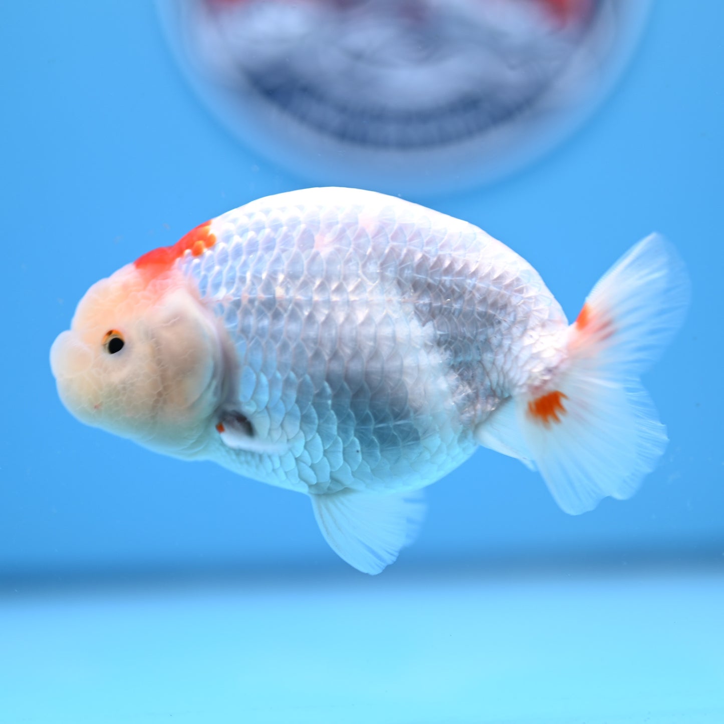 Red White Buffalo Ranchu 4in Body (240704_RC06) - Kaiju Goldfish USA