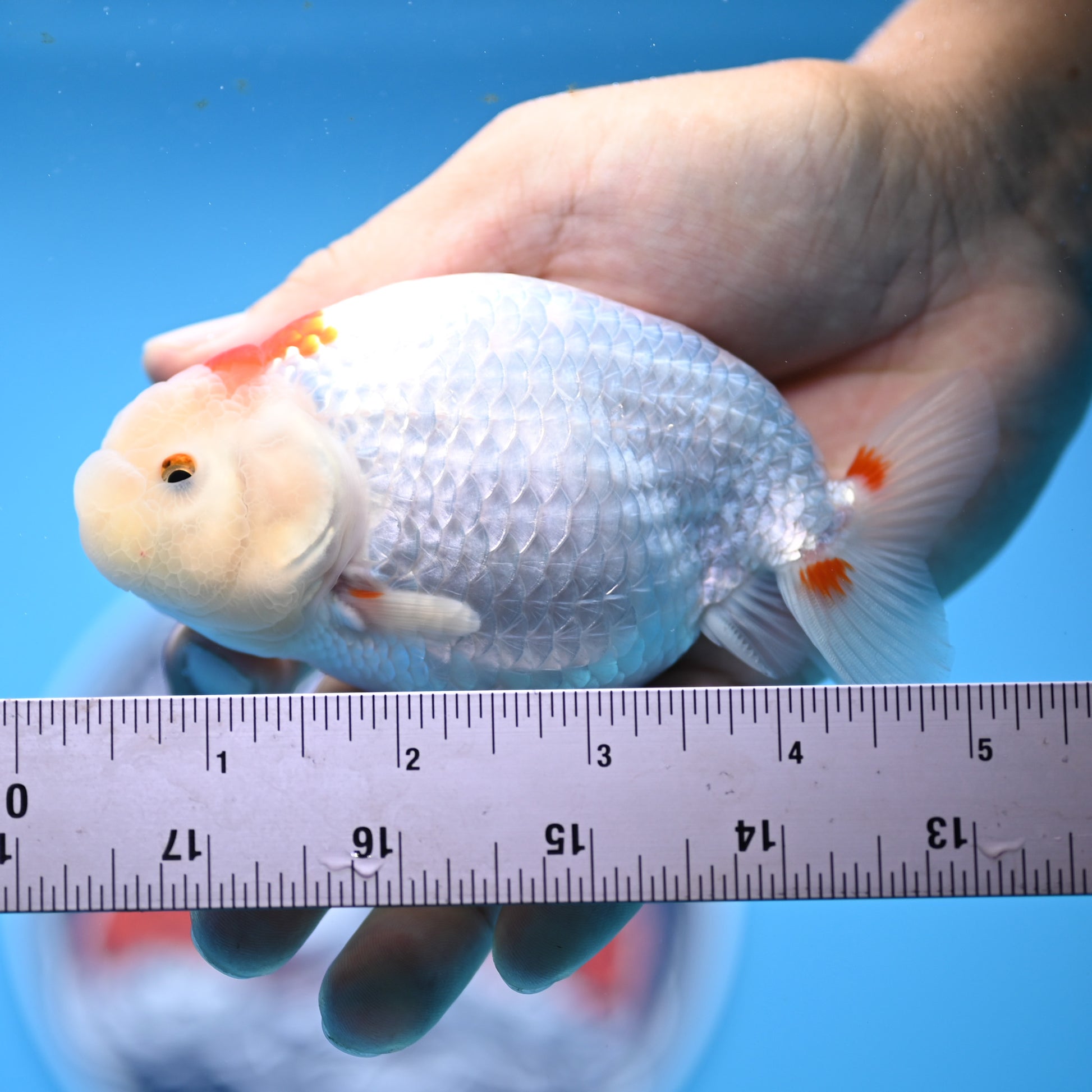 Red White Buffalo Ranchu 4in Body (240704_RC06) - Kaiju Goldfish USA