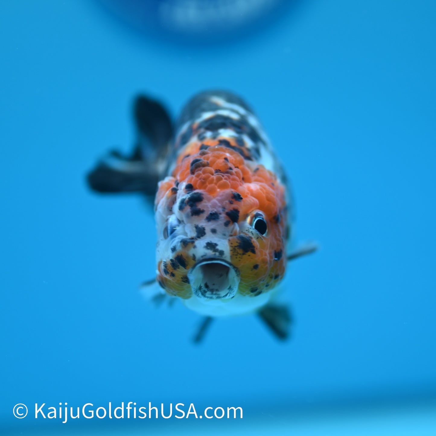 Red Head Calico Cow Ranchu 3.5-4 inches (240329_RC06) - Kaiju Goldfish USA