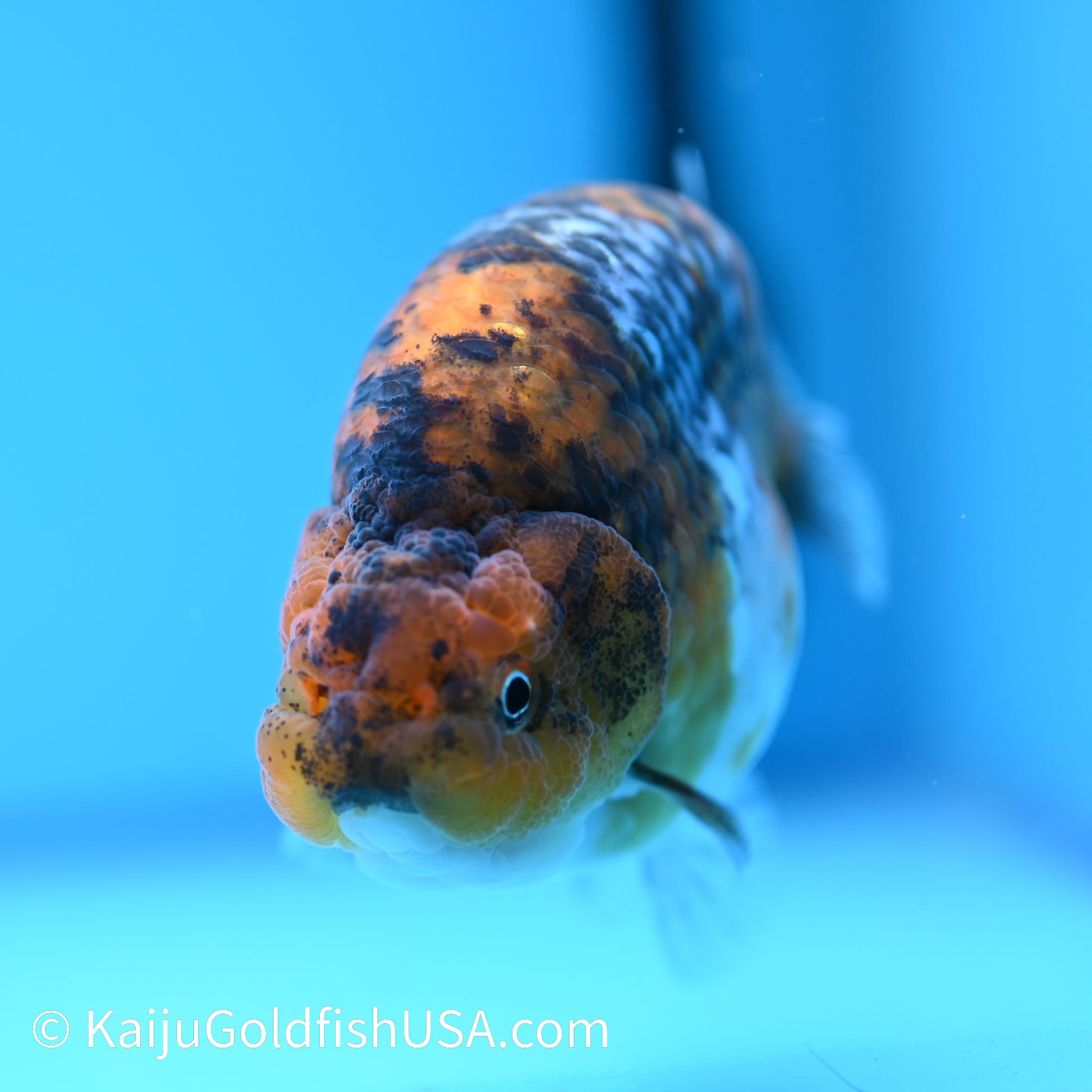 Calico Ranchu 4.5 inches(240510_RC06) - Kaiju Goldfish USA