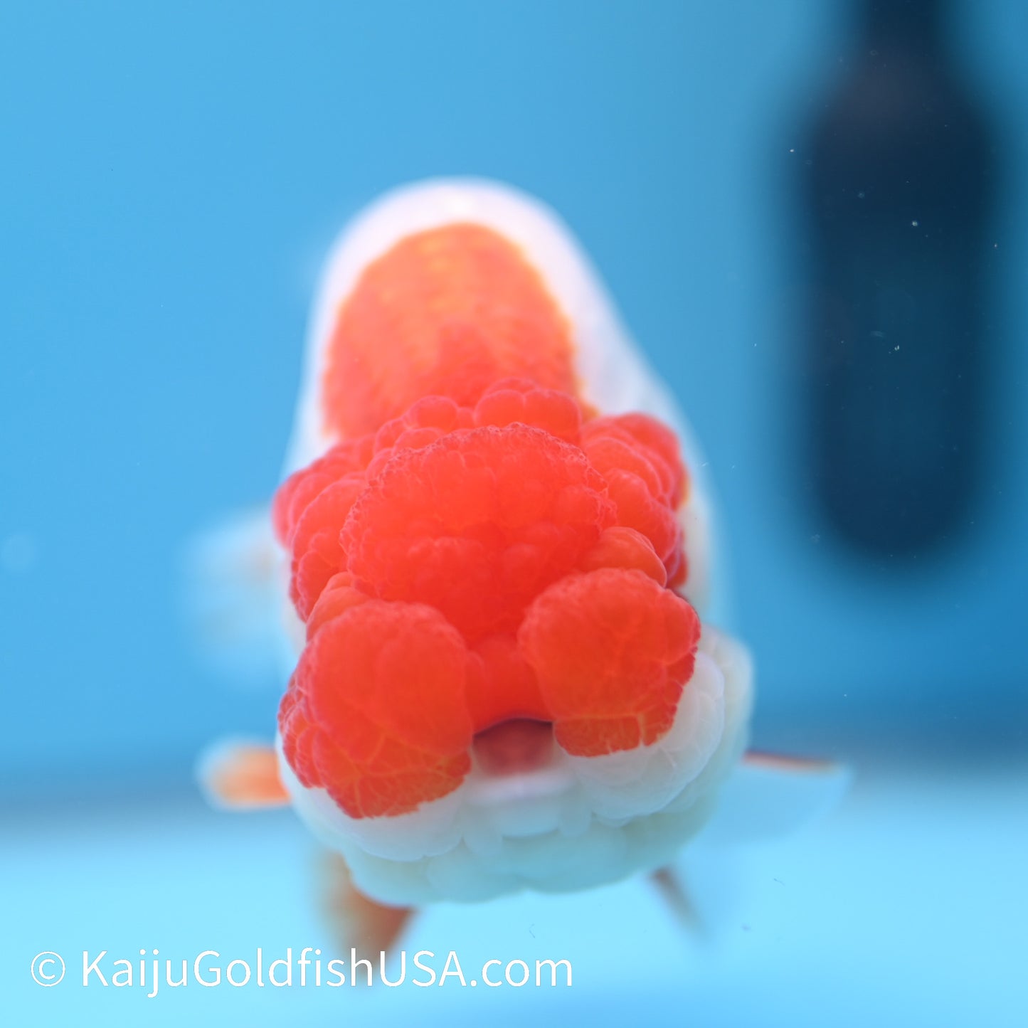 Red White Buffalo Ranchu 4.5 - 5 inches (240322_RC06) - Kaiju Goldfish USA