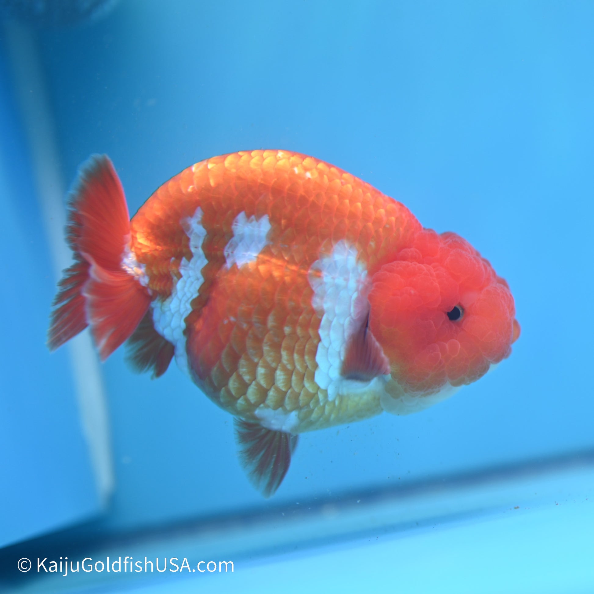 Red White Buffalo Ranchu 5 inches (240517_RC06) - Kaiju Goldfish USA