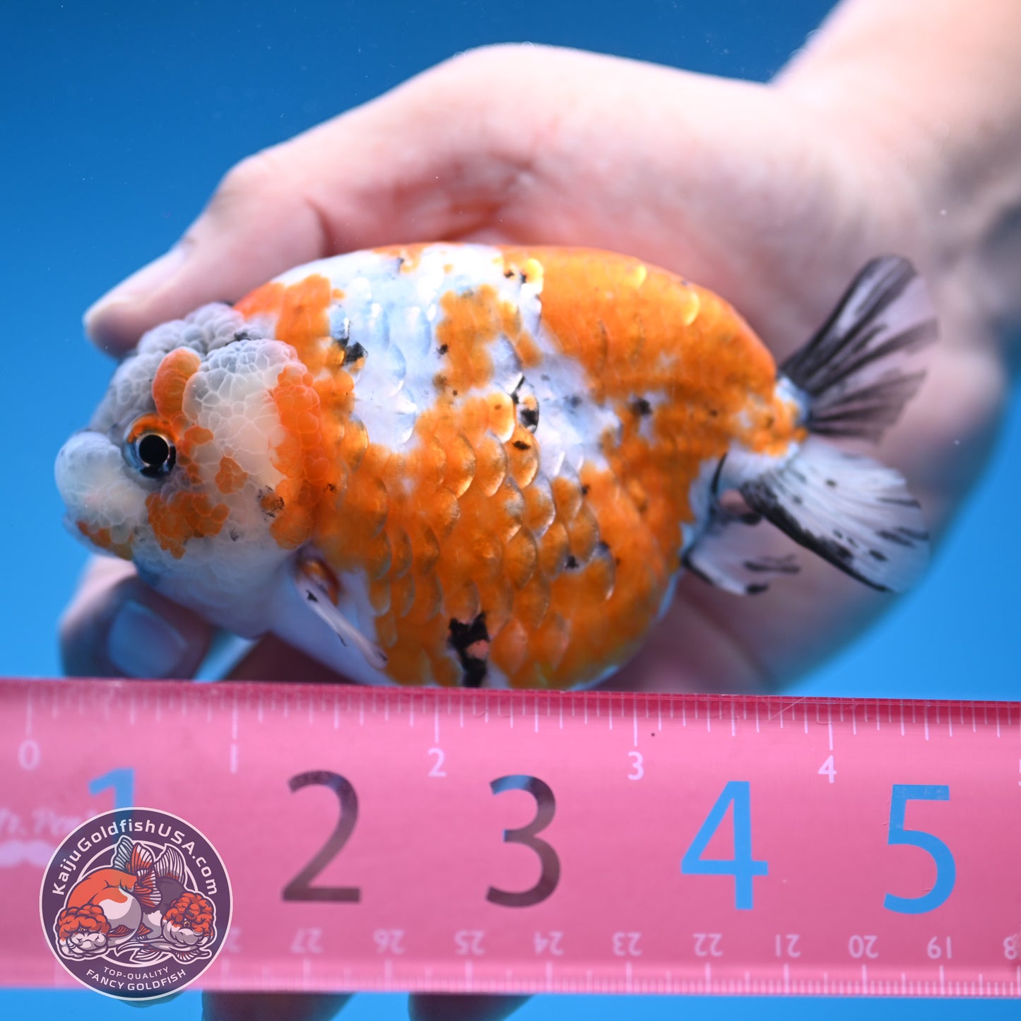 Tricolor Sakura Ranchu 4 inch Body (250905_RC06)