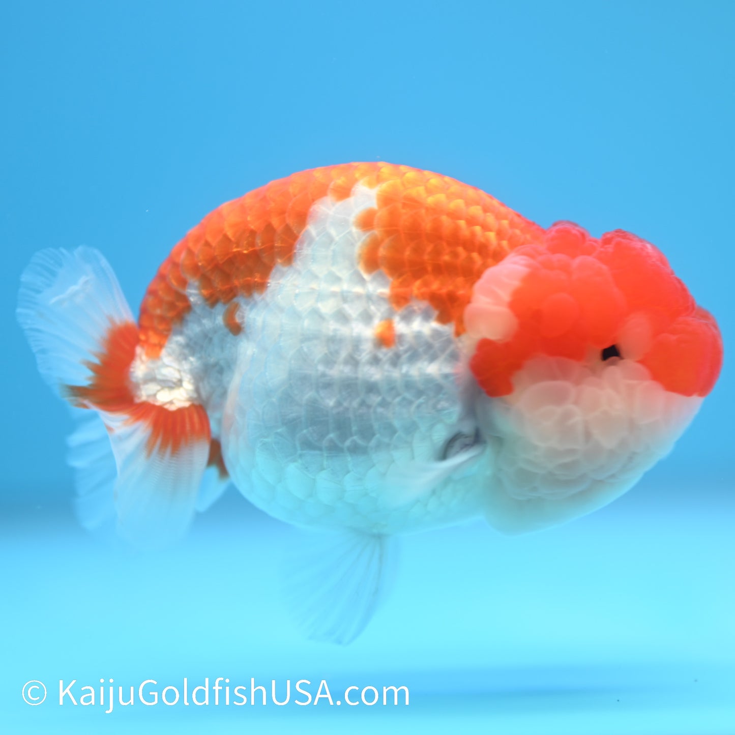 Marbled Wen Red White Buffalo Ranchu 4.5 - 5 inches (240301_RC06) - Kaiju Goldfish USA