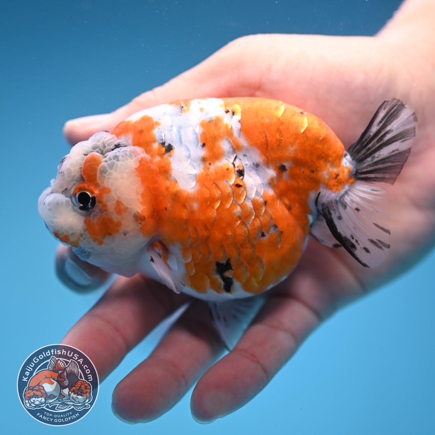 Tricolor Sakura Ranchu 4 inch Body (250905_RC06)