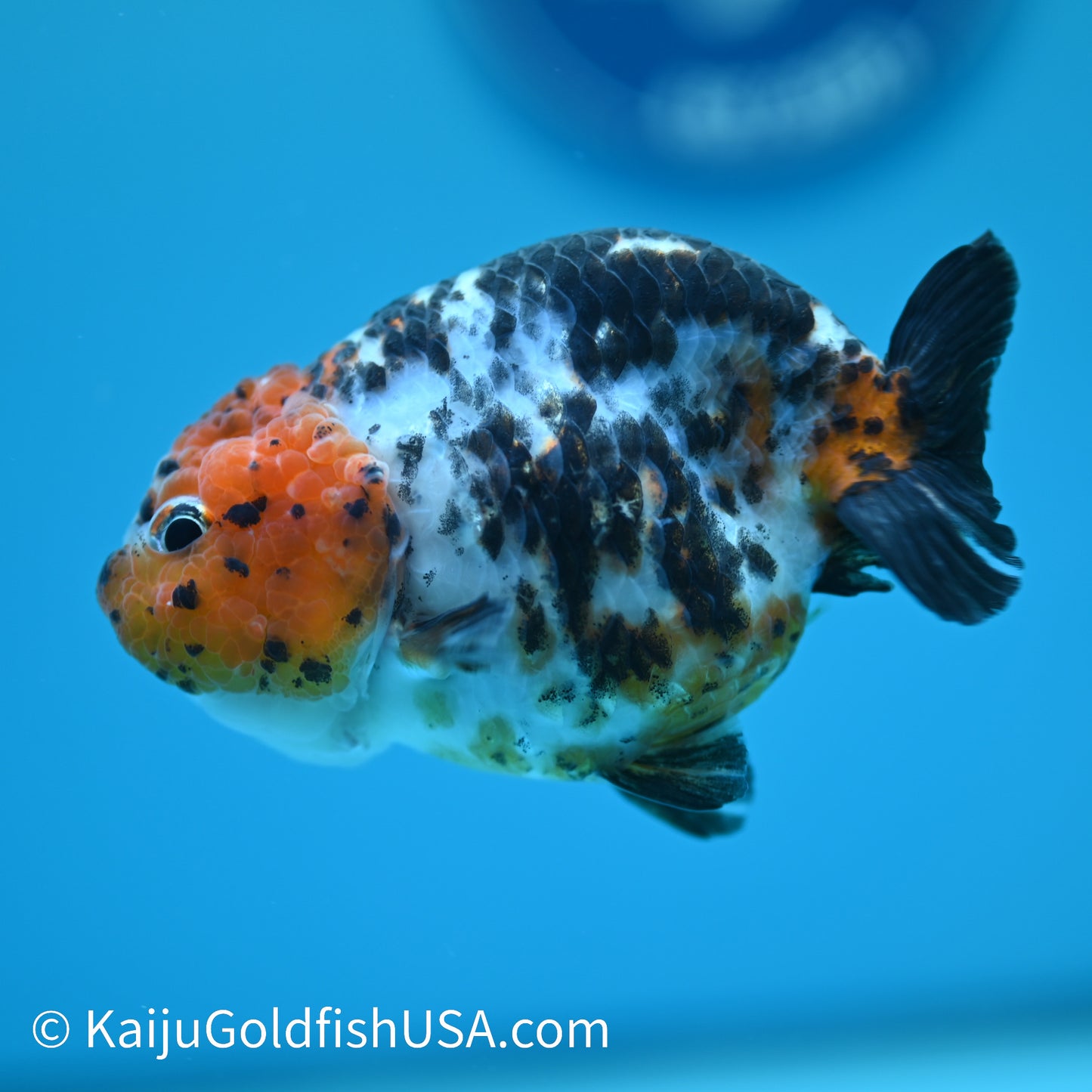 Red Head Calico Cow Ranchu 3.5-4 inches (240329_RC06) - Kaiju Goldfish USA