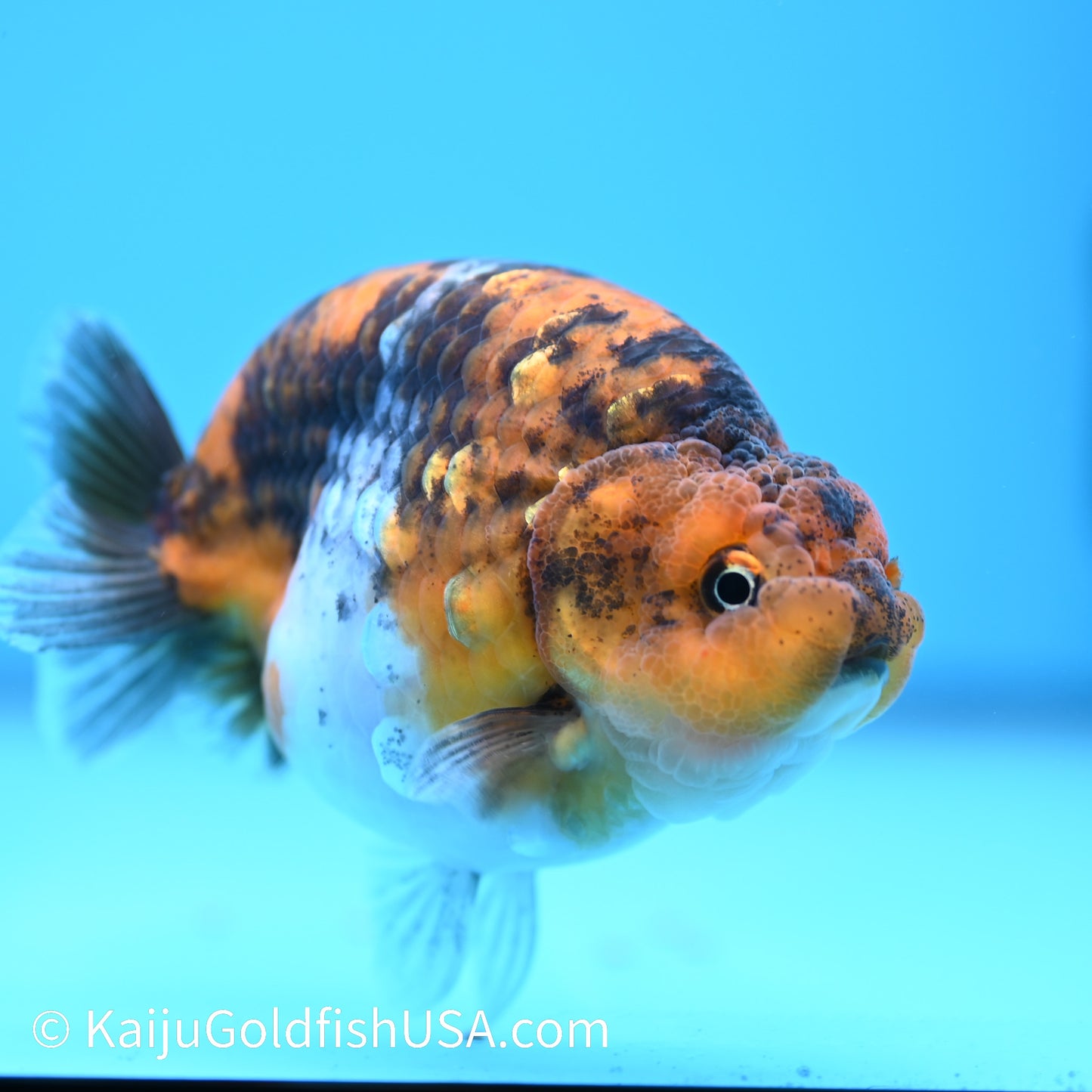 Calico Ranchu 4.5 inches(240510_RC06) - Kaiju Goldfish USA