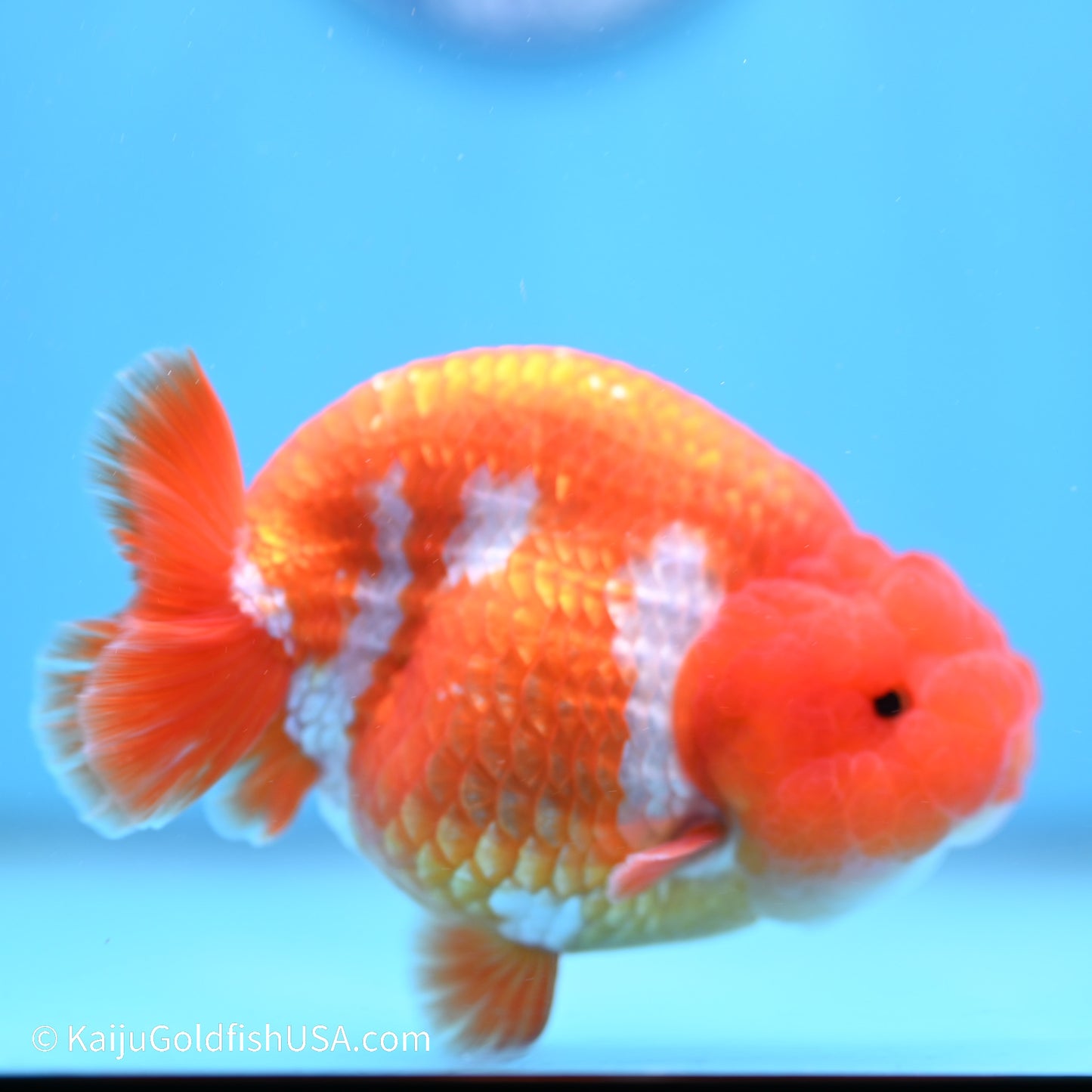 Red White Buffalo Ranchu 5 inches (240517_RC06) - Kaiju Goldfish USA