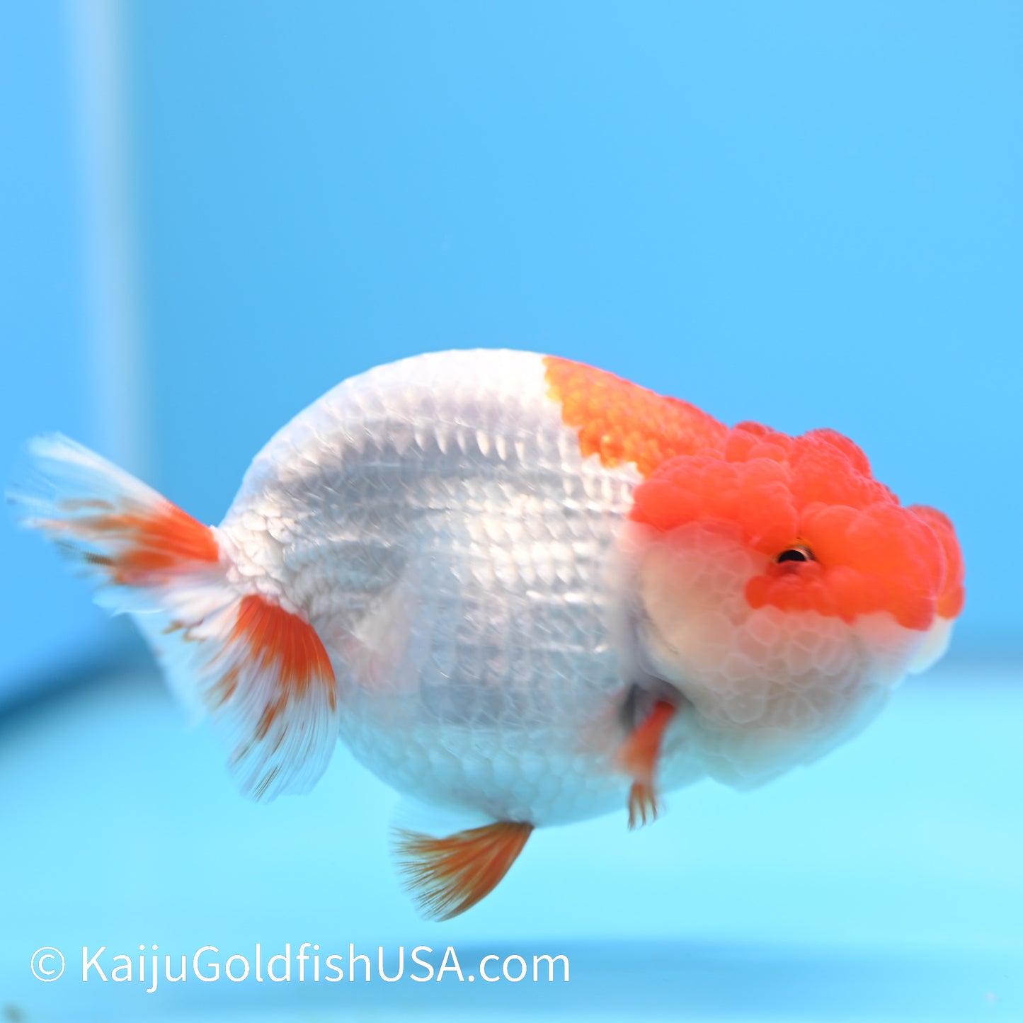 Red White Buffalo Ranchu 4.5 - 5 inches (240322_RC06) - Kaiju Goldfish USA