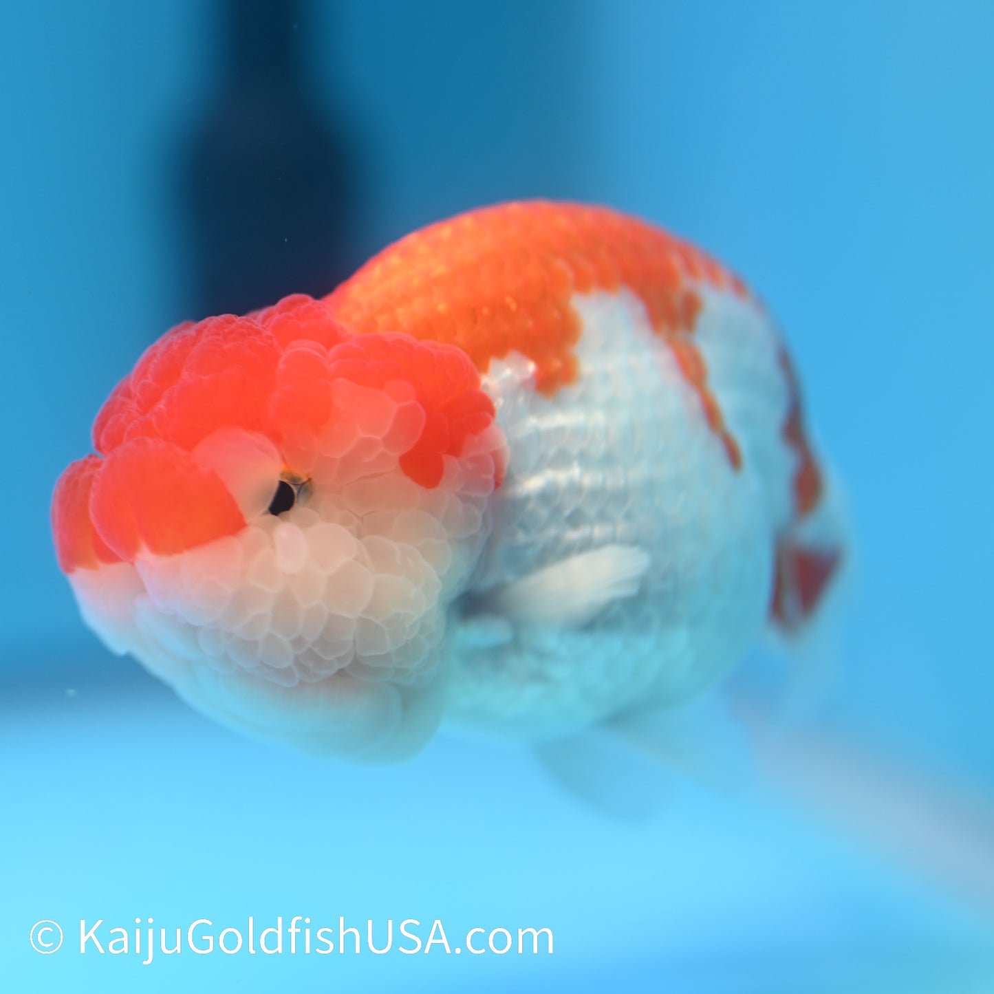 Marbled Wen Red White Buffalo Ranchu 4.5 - 5 inches (240301_RC06) - Kaiju Goldfish USA