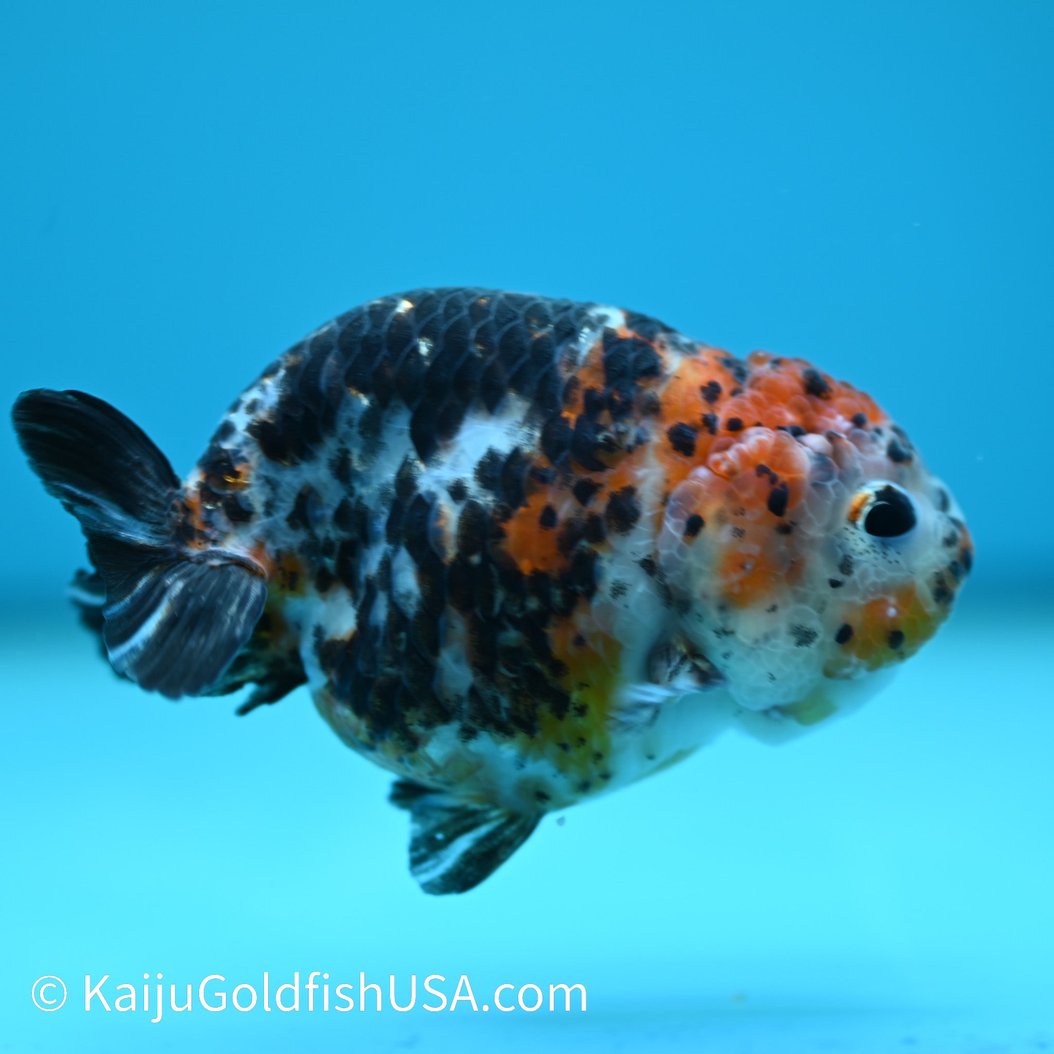 Red Head Calico Cow Ranchu Goldfish for Sale | Red Head Calico Cow ...