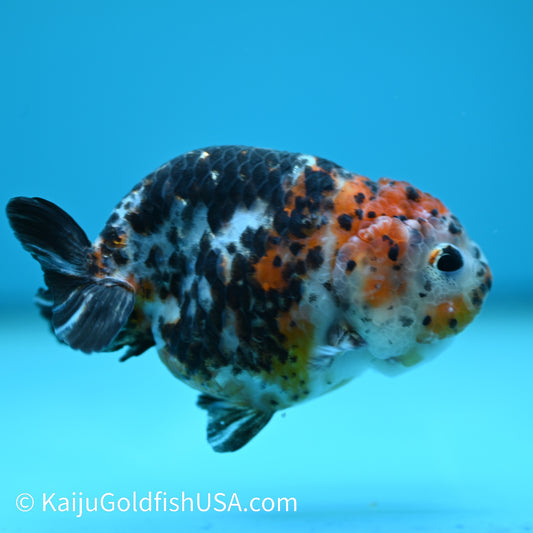 Red Head Calico Cow Ranchu 3.5-4 inches (240329_RC06) - Kaiju Goldfish USA