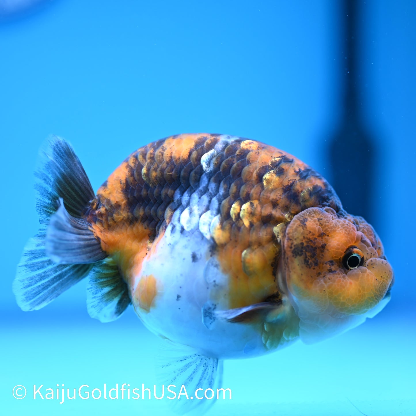 Calico Ranchu 4.5 inches(240510_RC06) - Kaiju Goldfish USA