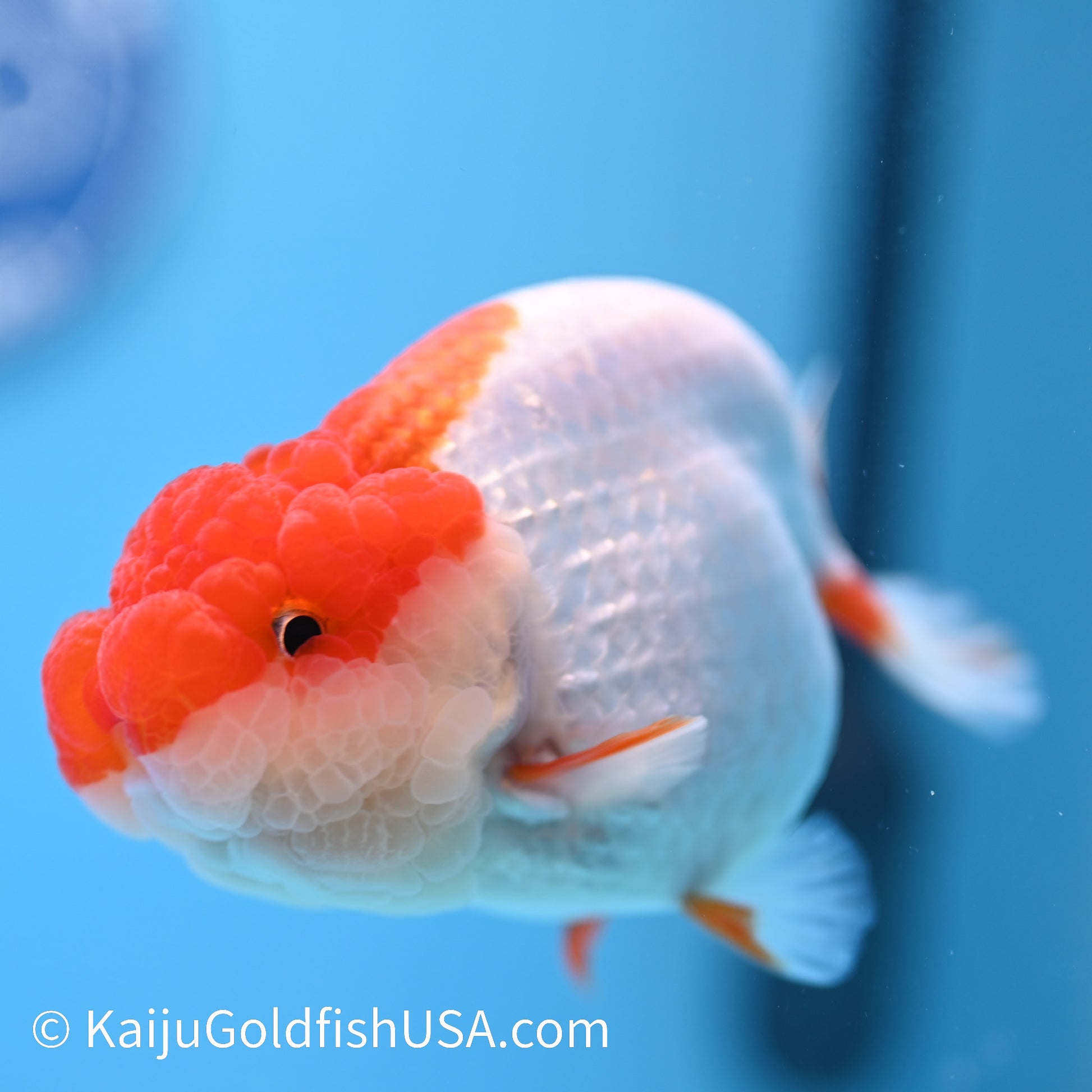 Red White Buffalo Ranchu 4.5 - 5 inches (240322_RC06) - Kaiju Goldfish USA