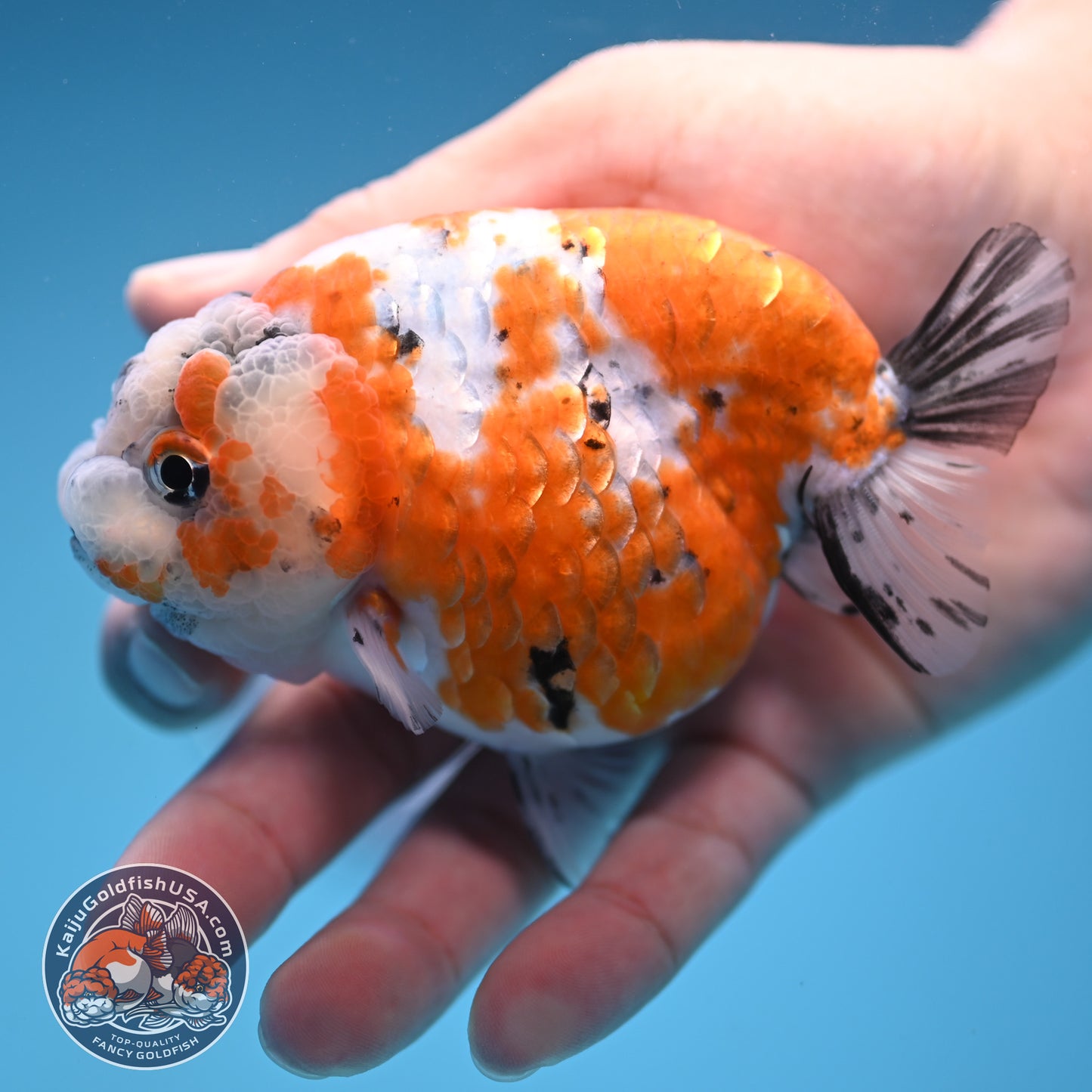 Tricolor Sakura Ranchu 4 inch Body (250905_RC06)