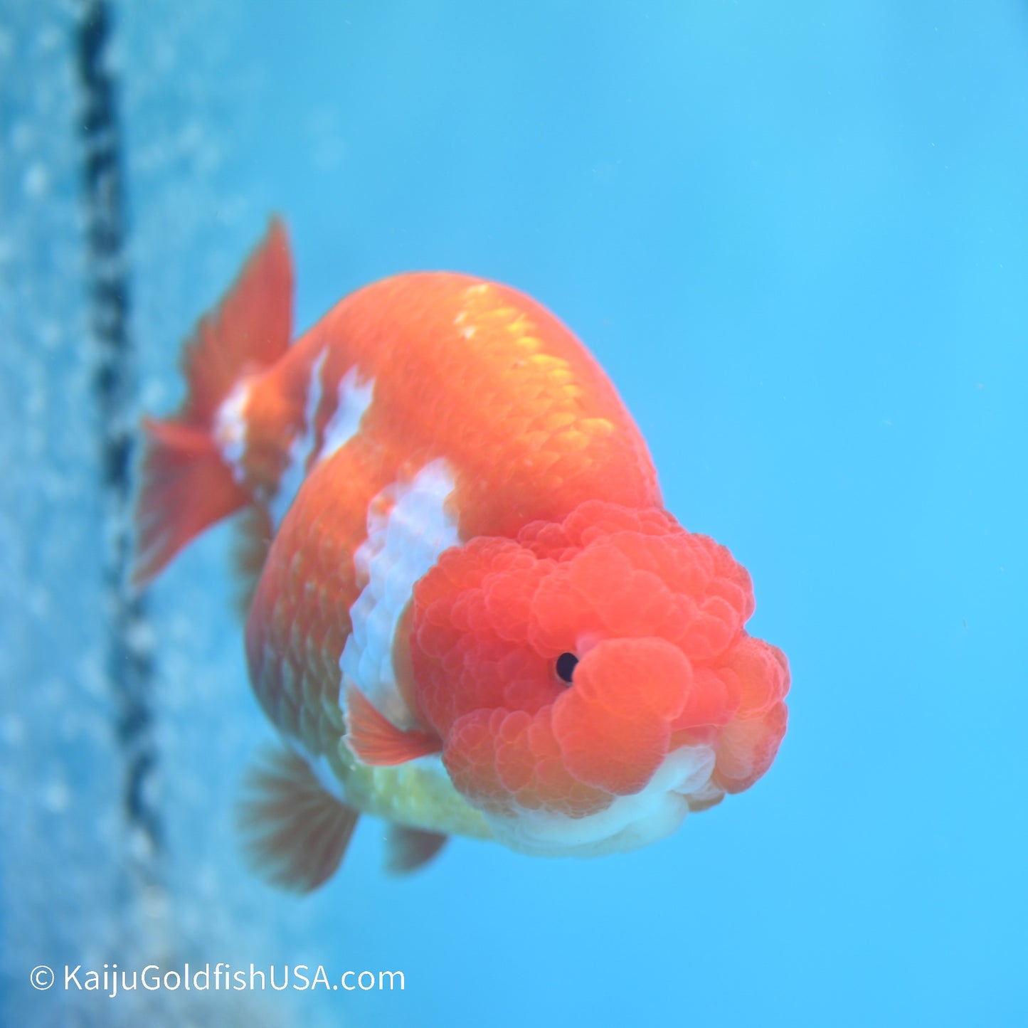 Red White Buffalo Ranchu 5 inches (240517_RC06) - Kaiju Goldfish USA