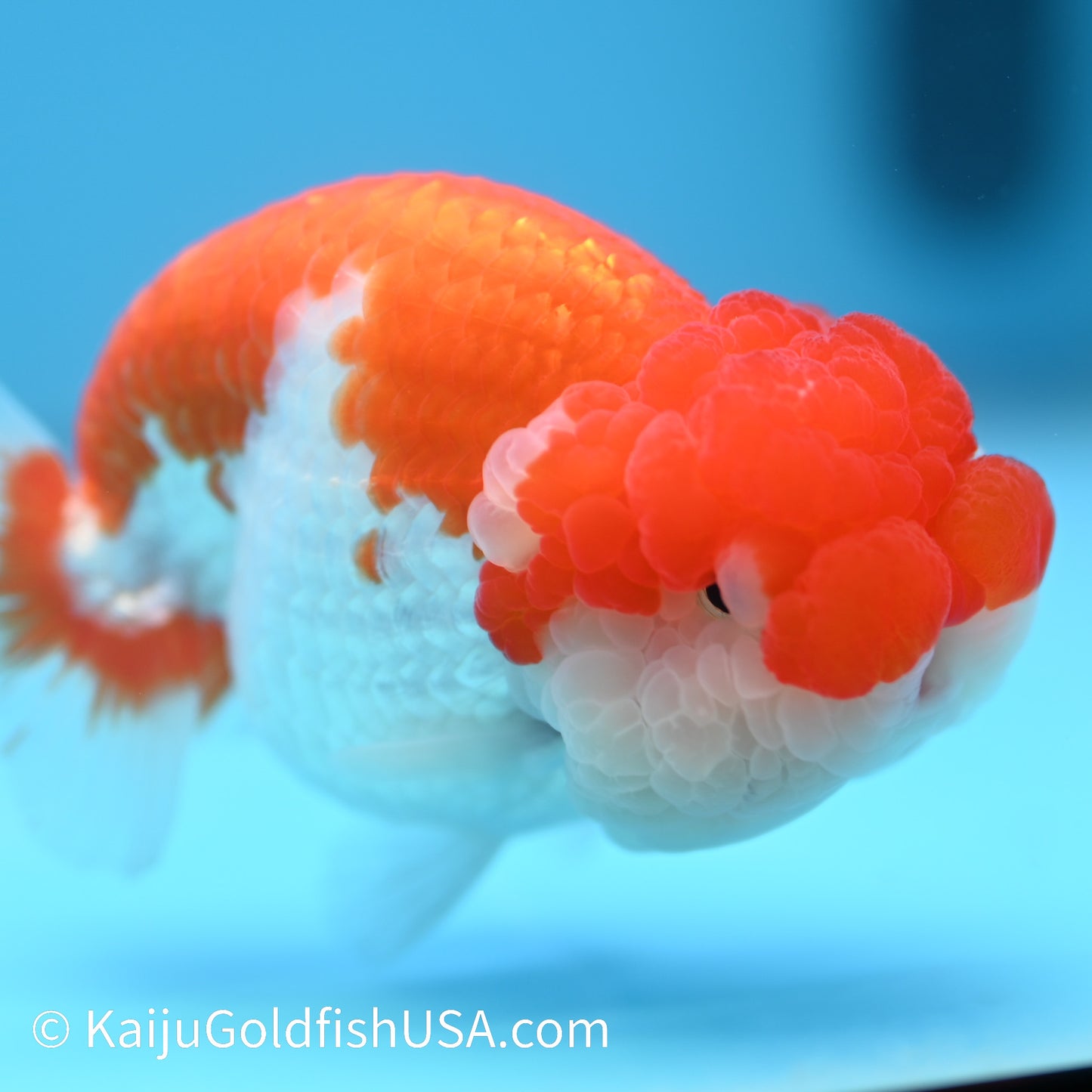 Marbled Wen Red White Buffalo Ranchu 4.5 - 5 inches (240301_RC06) - Kaiju Goldfish USA