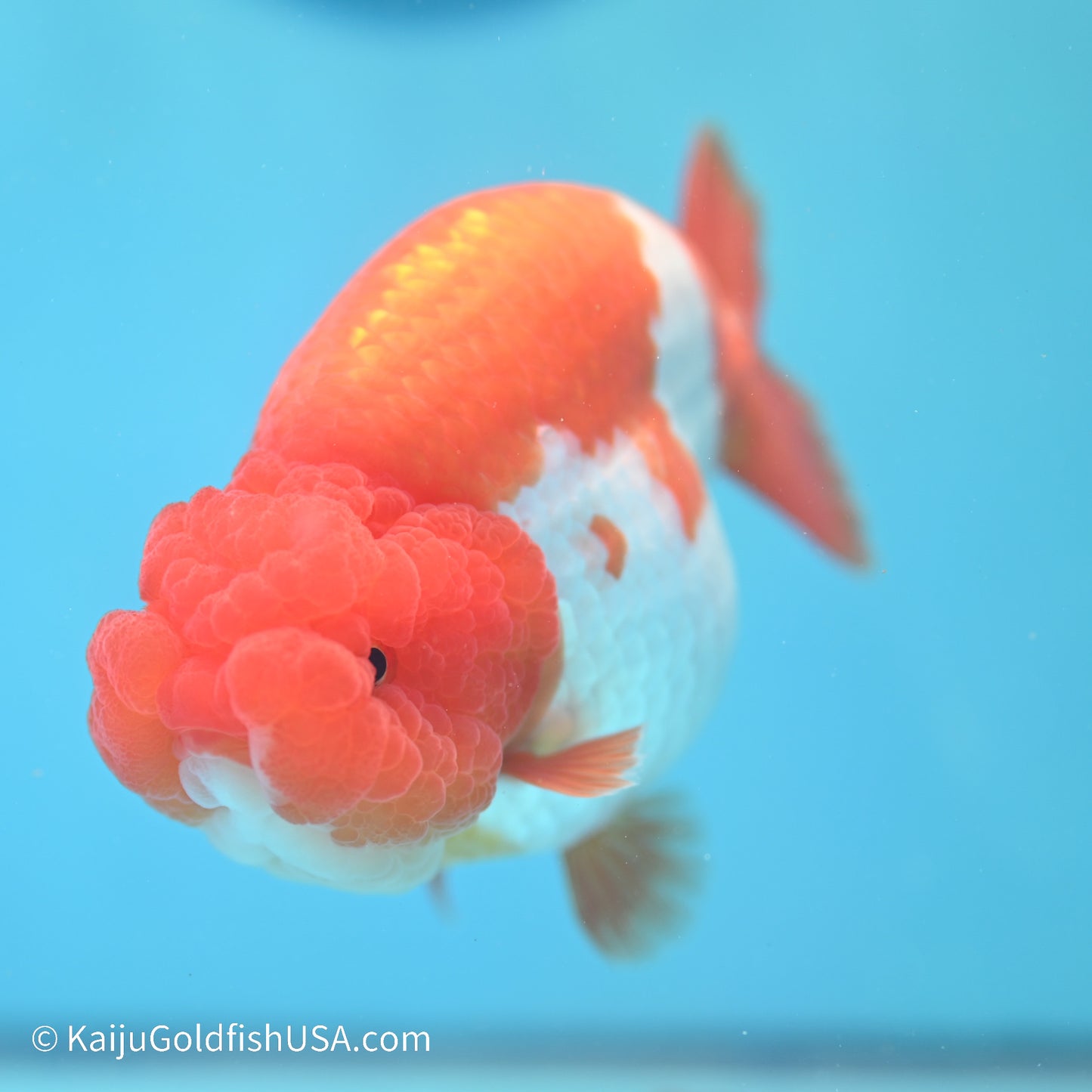 Red White Buffalo Ranchu 5 inches (240517_RC06) - Kaiju Goldfish USA