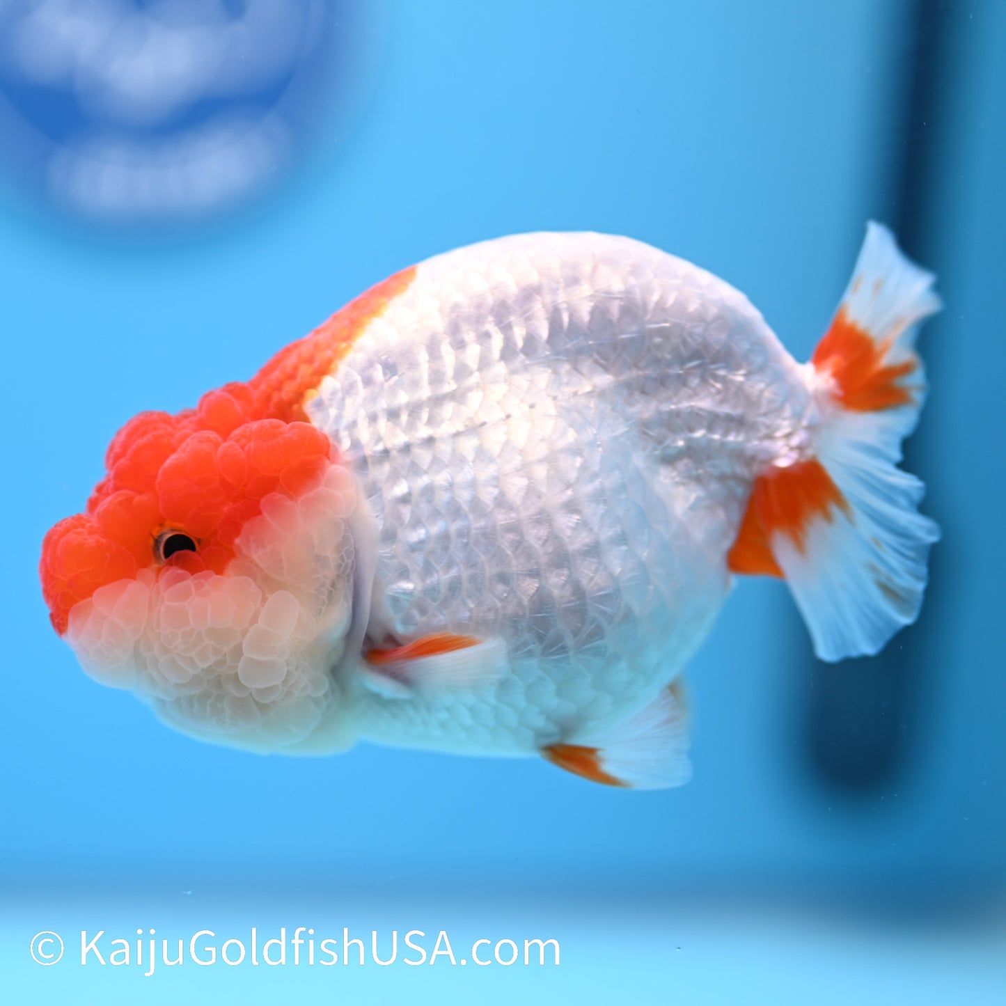 Red White Buffalo Ranchu 4.5 - 5 inches (240322_RC06) - Kaiju Goldfish USA