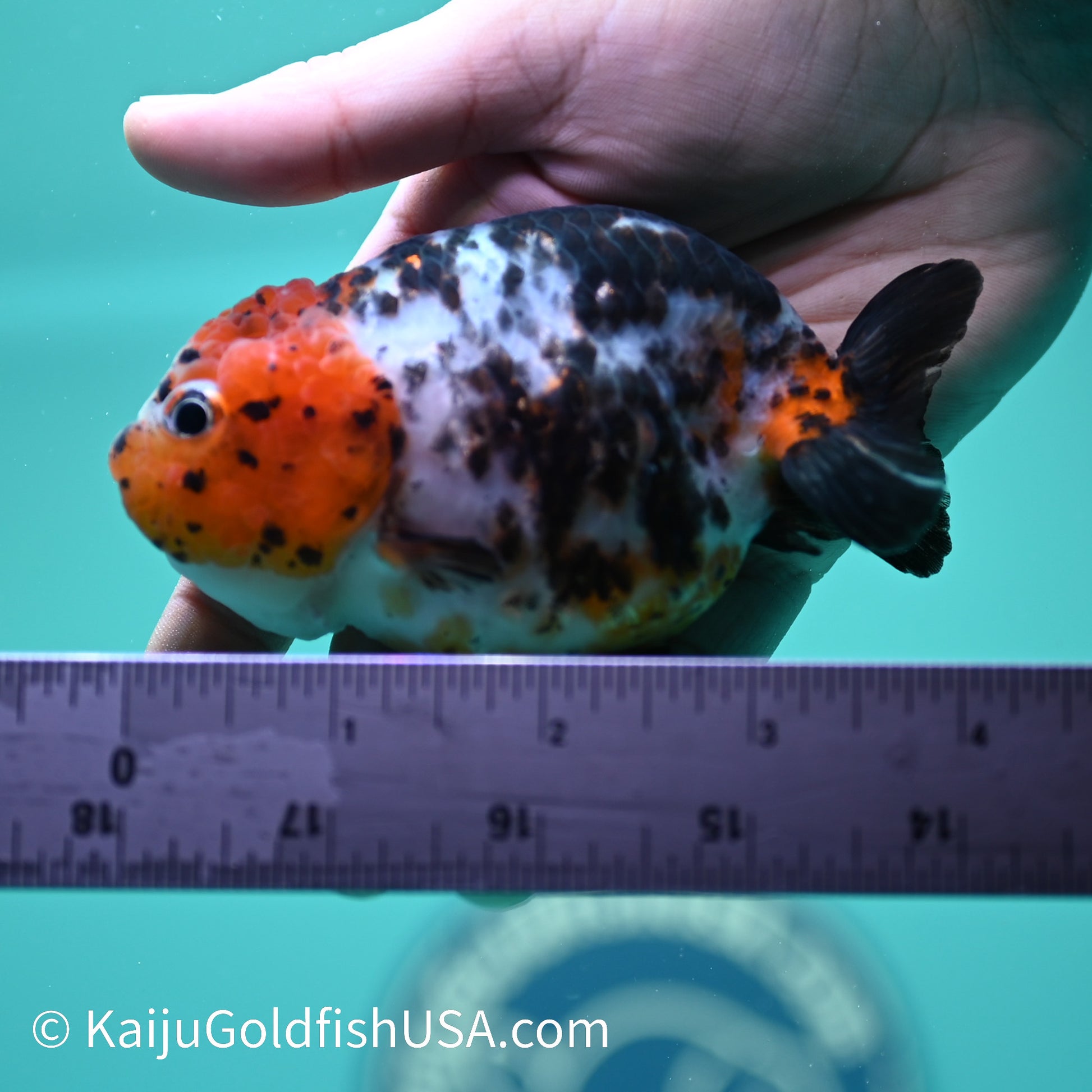 Red Head Calico Cow Ranchu 3.5-4 inches (240329_RC06) - Kaiju Goldfish USA