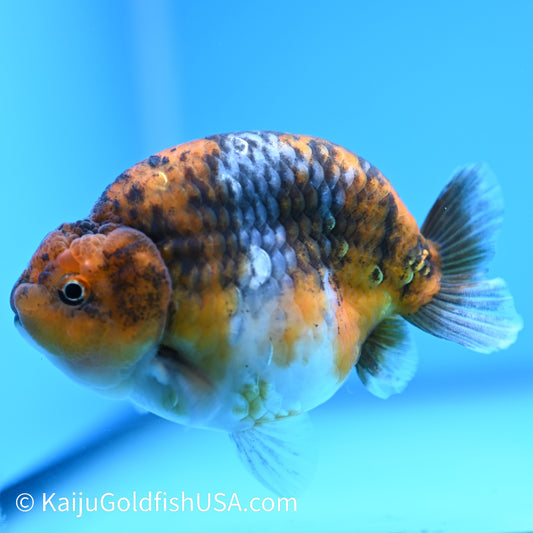 Calico Ranchu 4.5 inches(240510_RC06) - Kaiju Goldfish USA