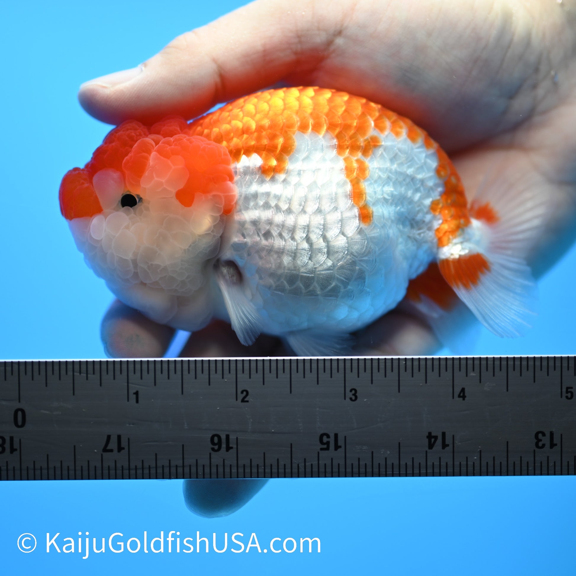 Marbled Wen Red White Buffalo Ranchu 4.5 - 5 inches (240301_RC06) - Kaiju Goldfish USA