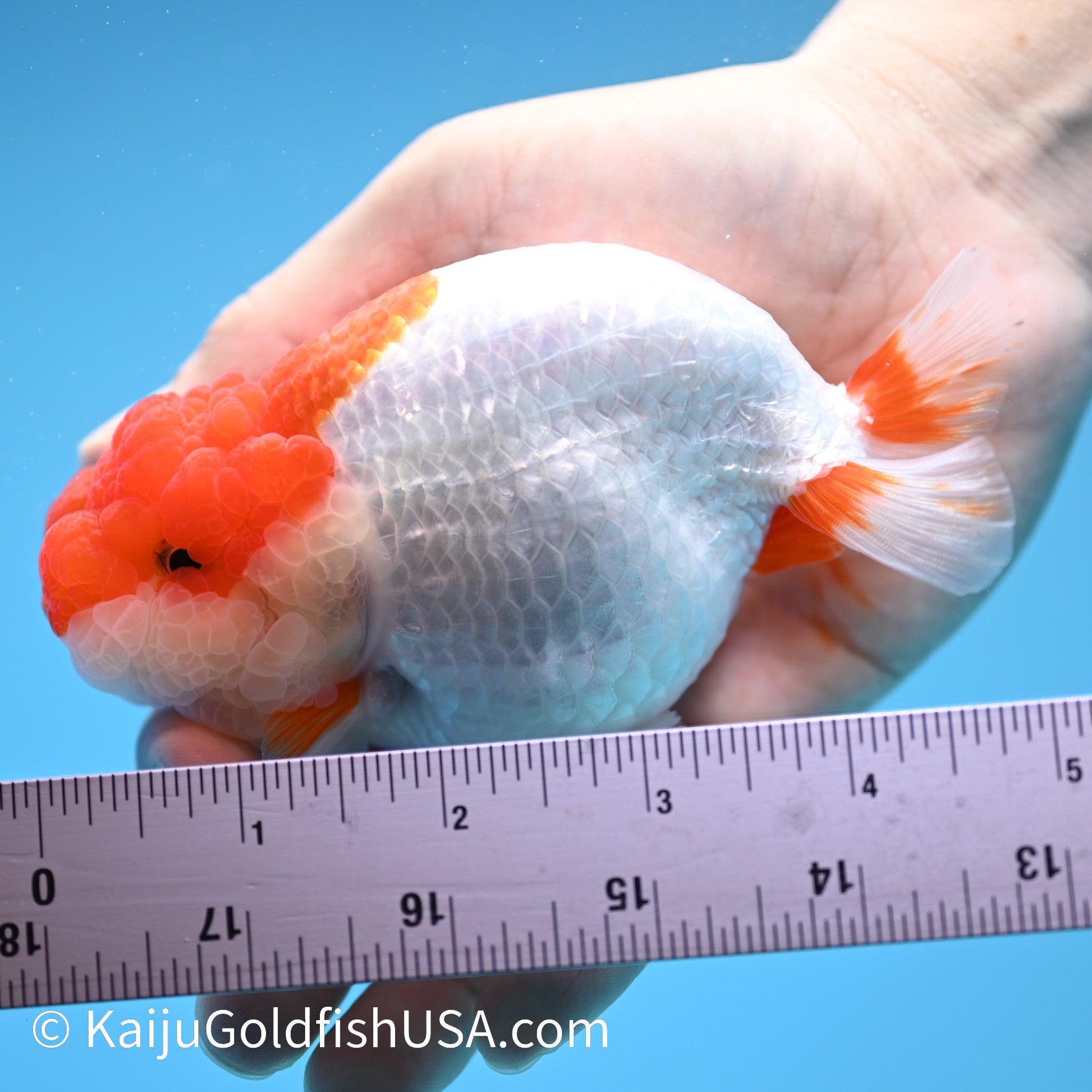 Red White Buffalo Ranchu 4.5 - 5 inches (240322_RC06) - Kaiju Goldfish USA