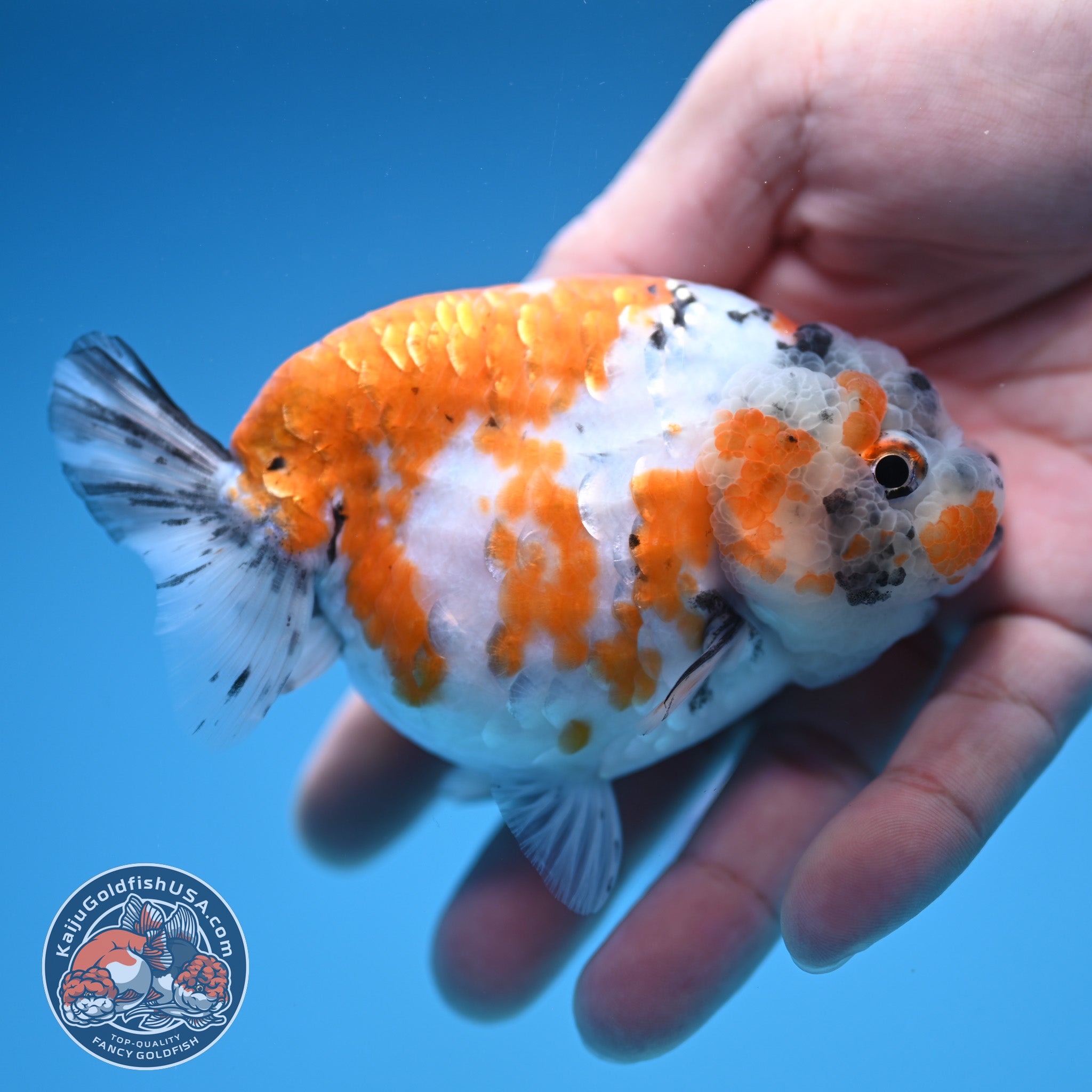 Tricolor Sakura Ranchu 4 inch Body (250905_RC06) – Kaiju Goldfish USA