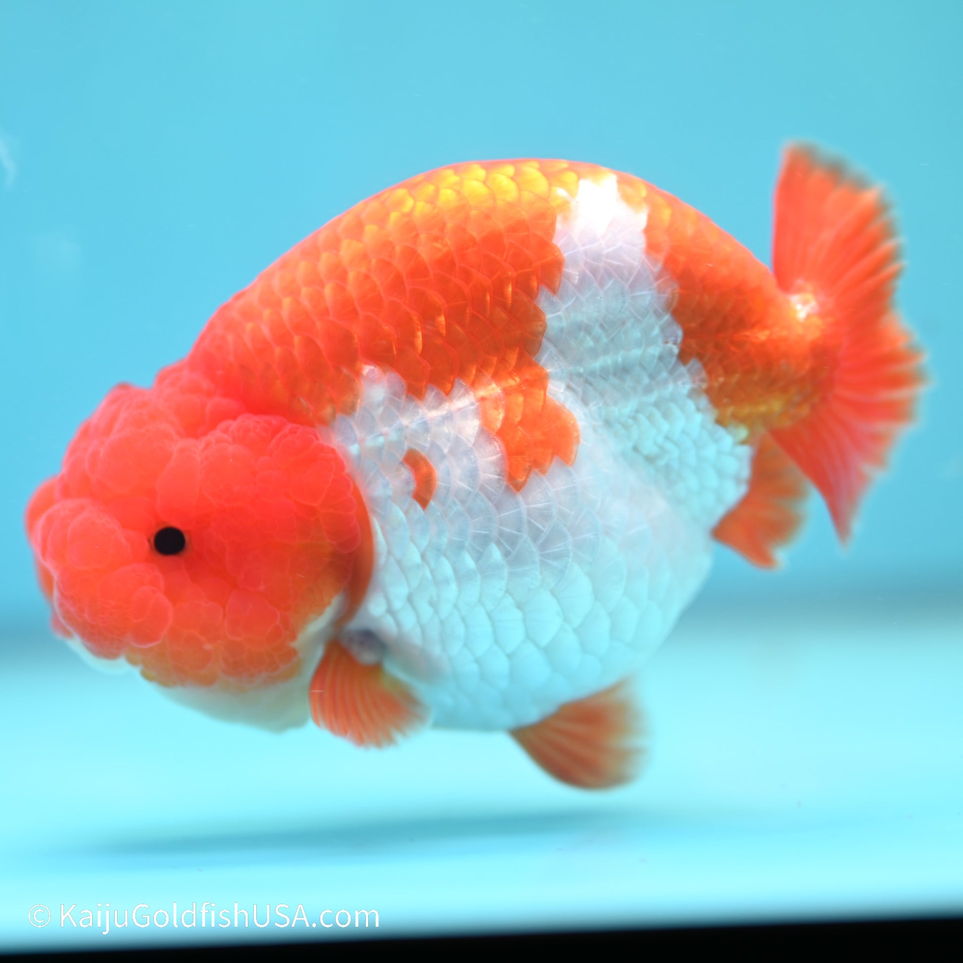 Red White Buffalo Ranchu 5 inches (240517_RC06) - Kaiju Goldfish USA