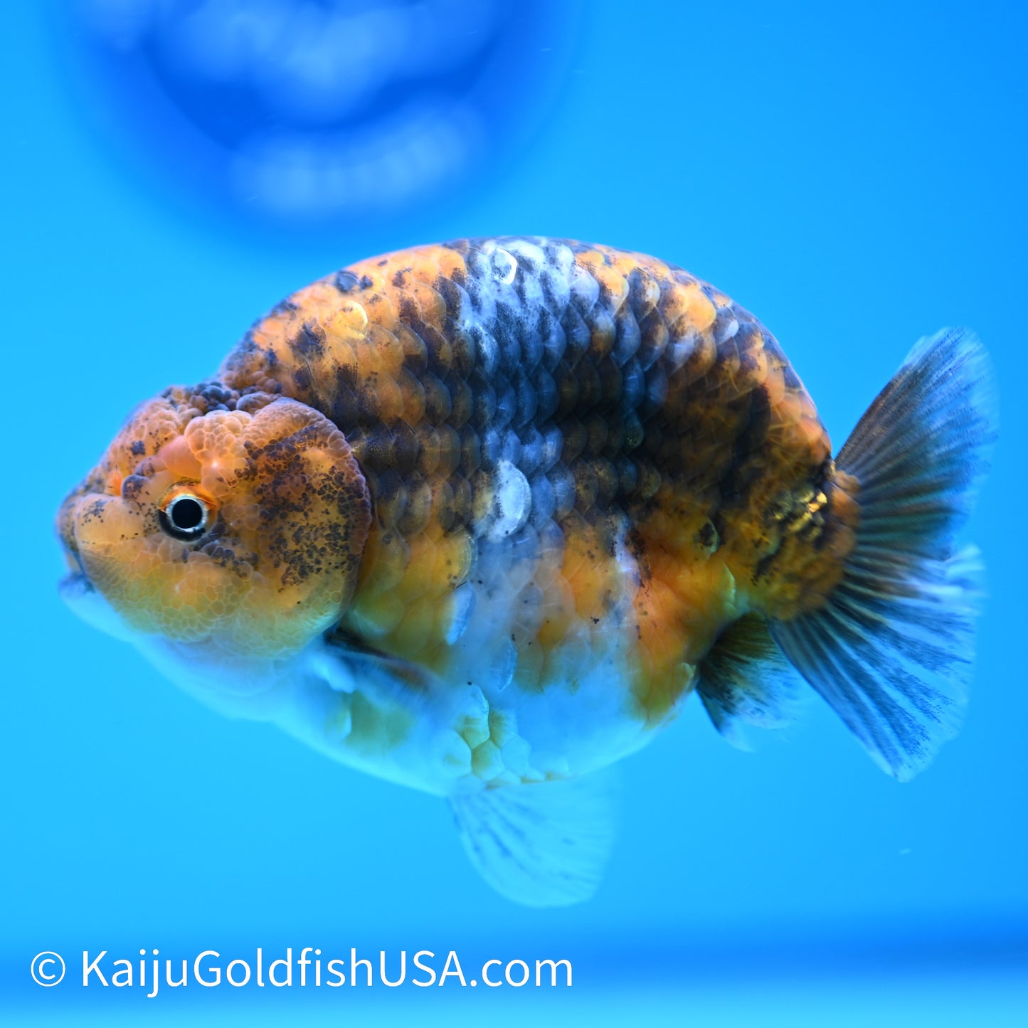 Calico Ranchu 4.5 inches(240510_RC06) - Kaiju Goldfish USA