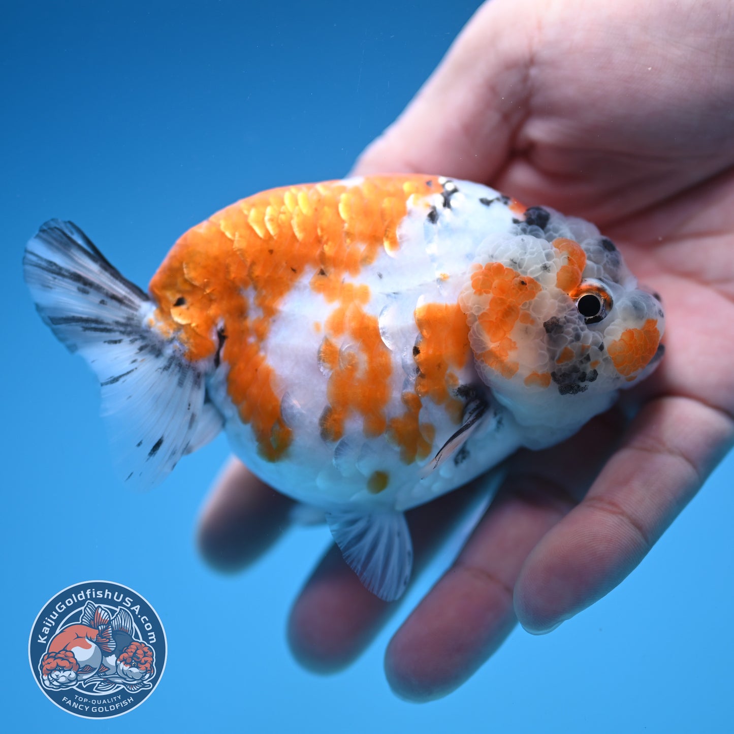Tricolor Sakura Ranchu 4 inch Body (250905_RC06)